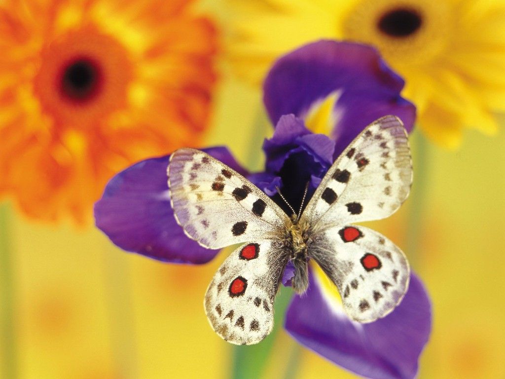 Exotic Butterflies Images Wallpapers