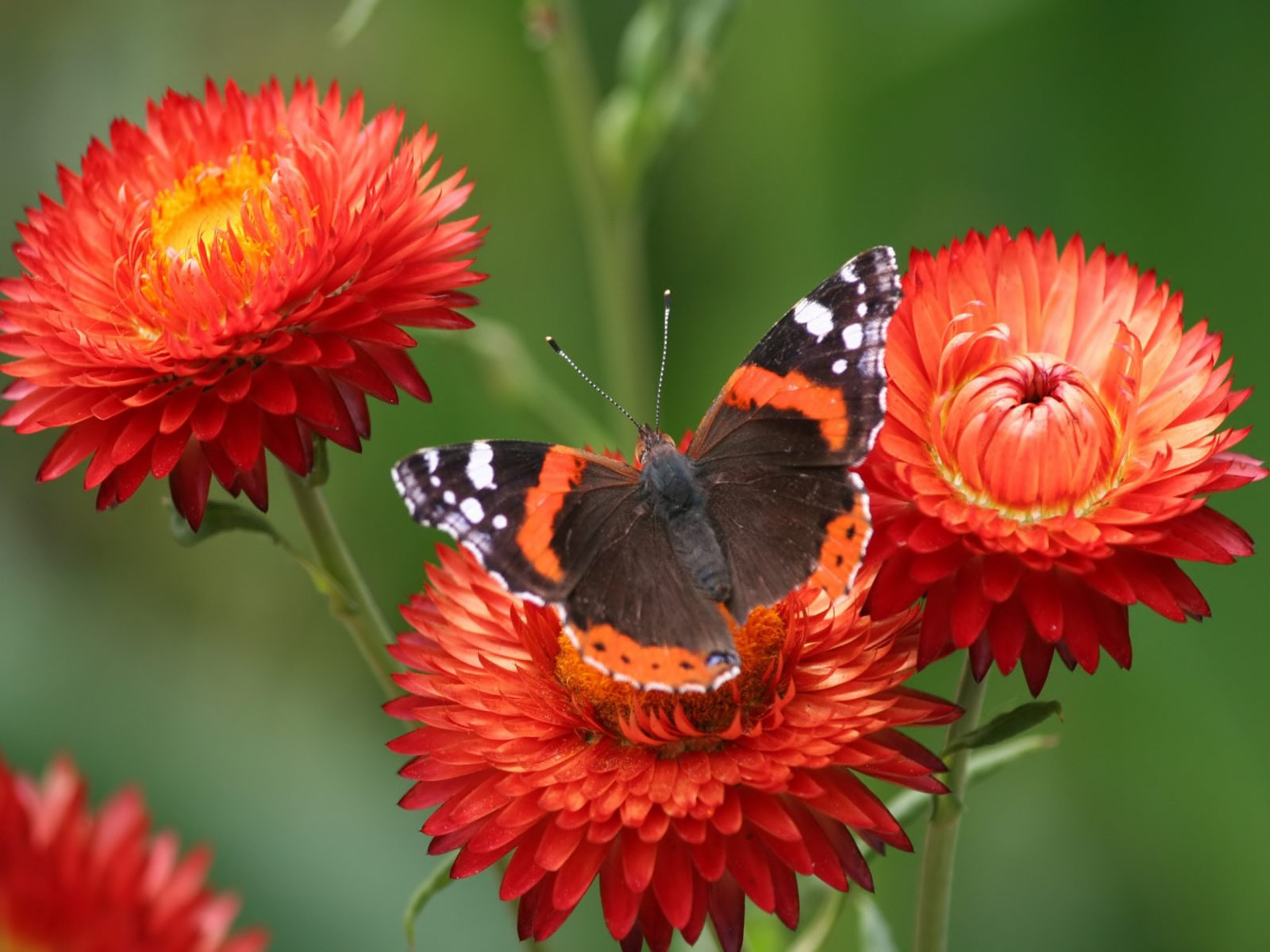 Exotic Butterflies Images Wallpapers