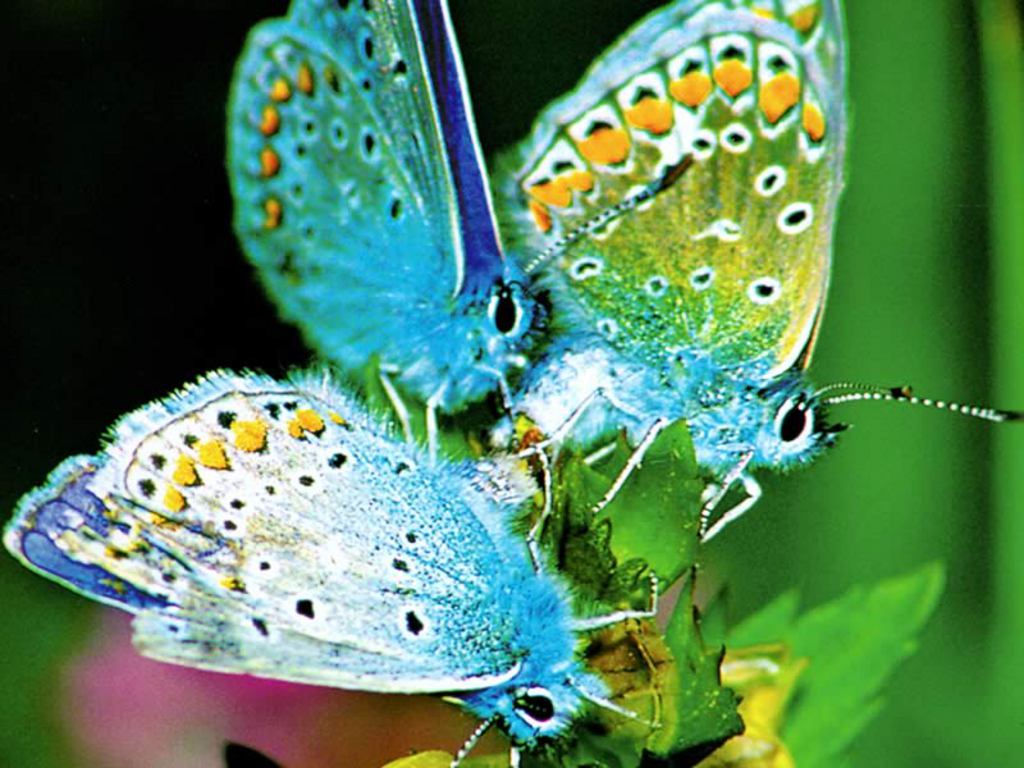 Exotic Butterflies Images Wallpapers