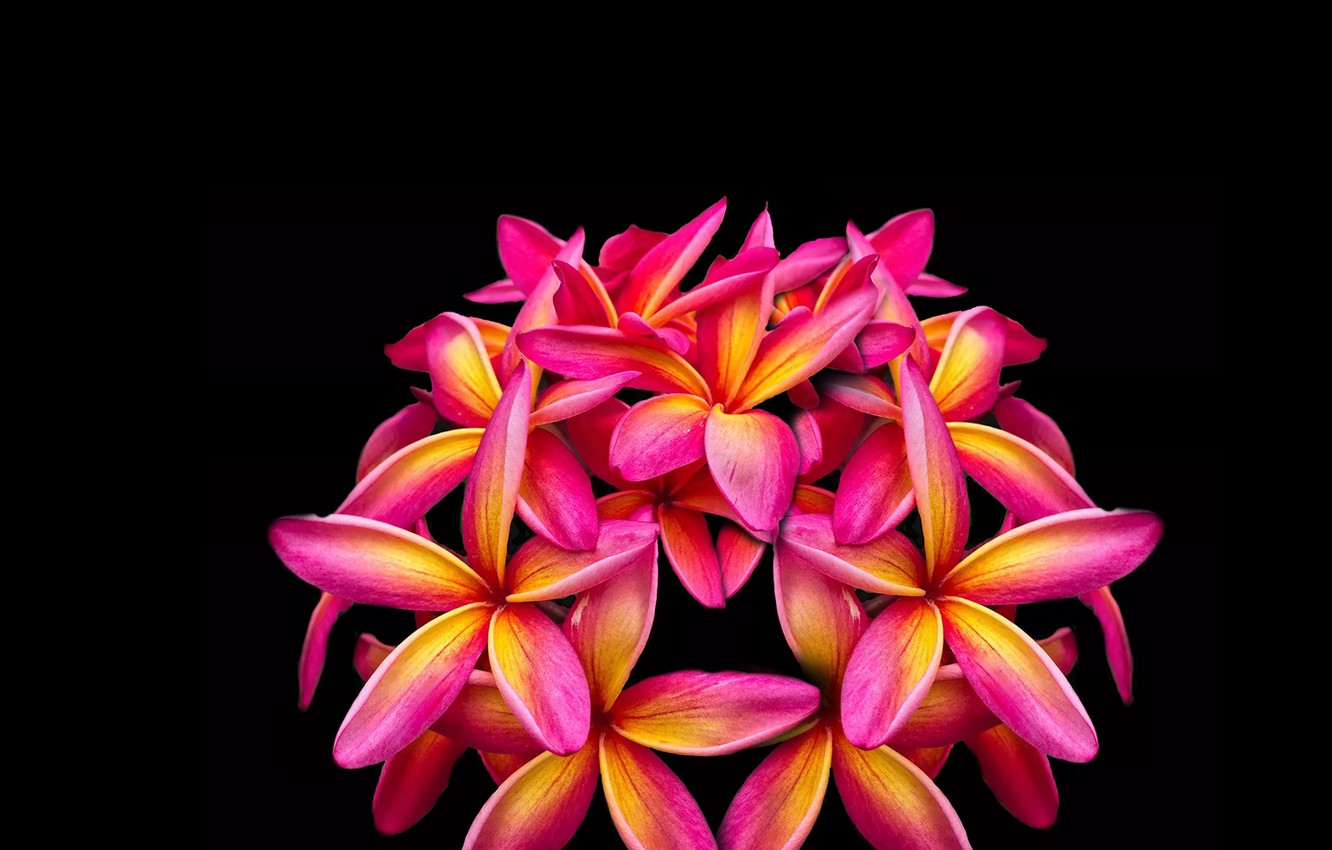 Exotic Flowers Images Wallpapers