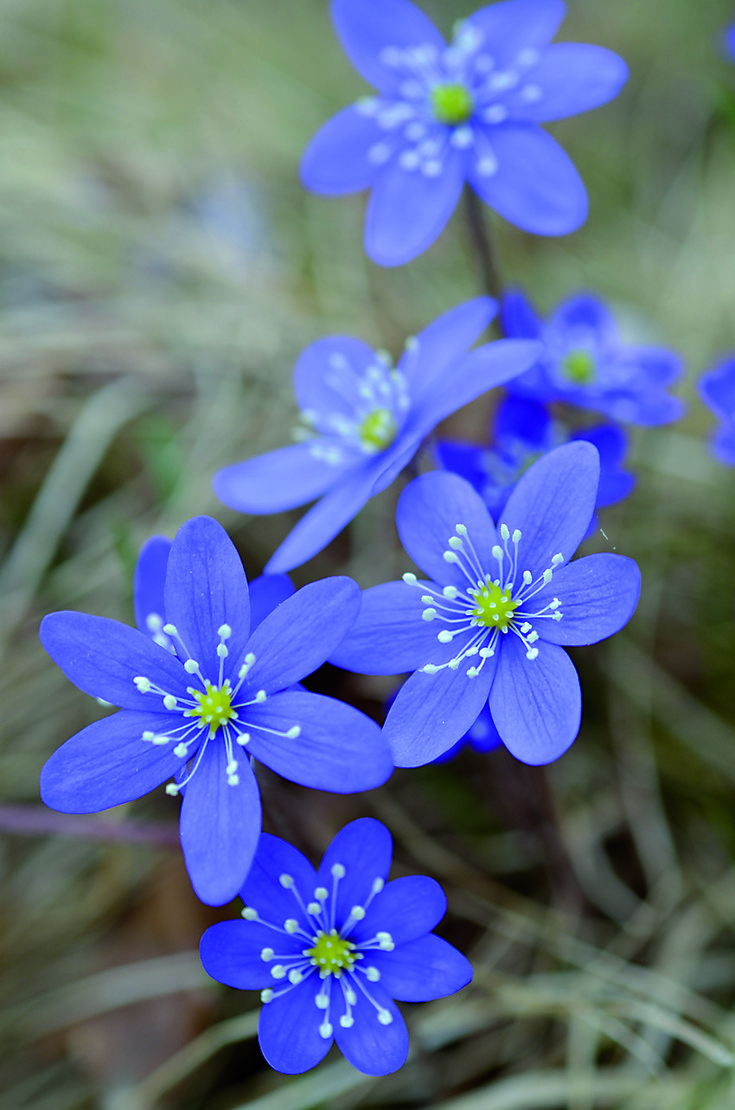 Exotic Flowers Wallpapers