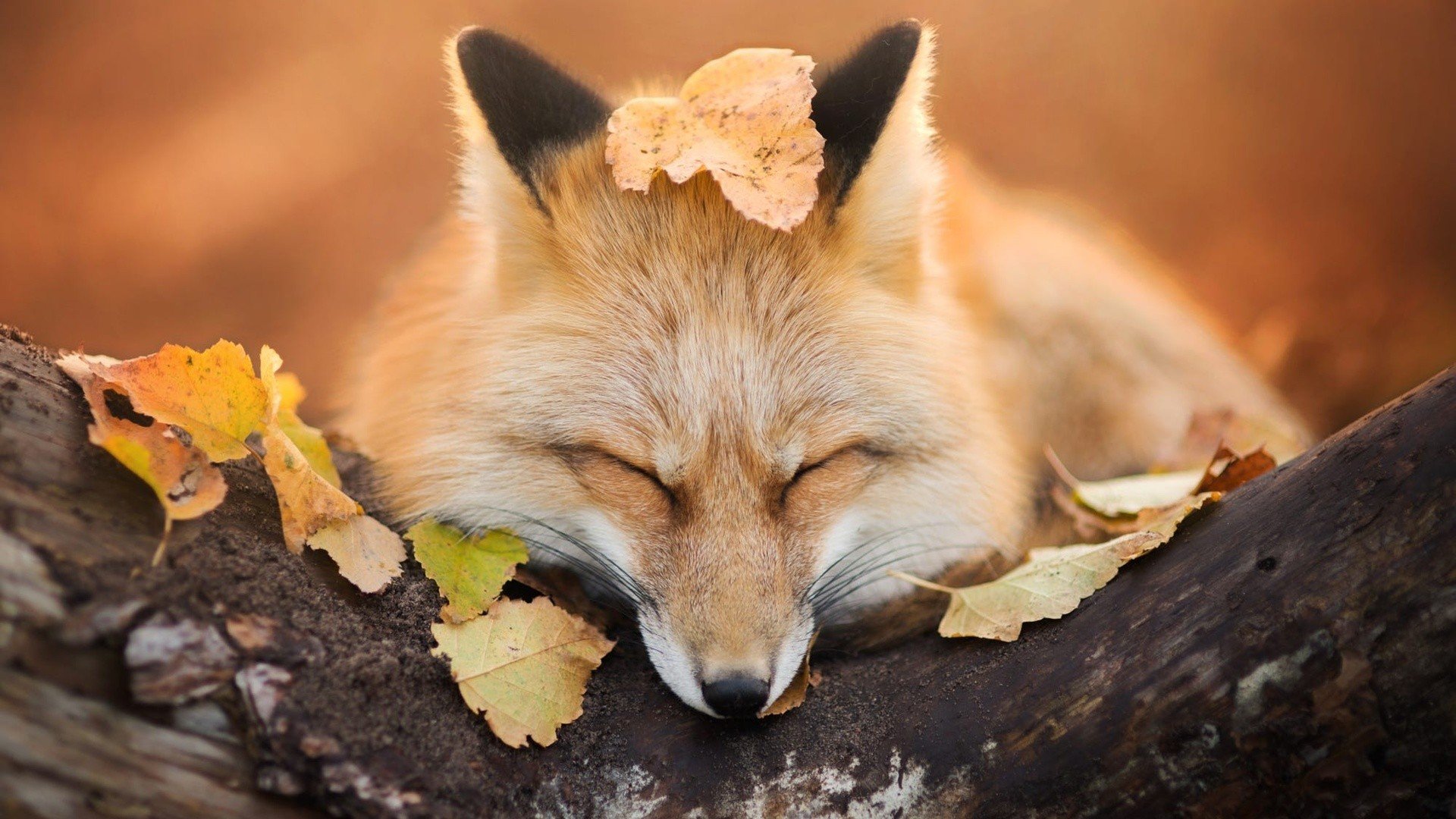 Fall Animal Wallpapers