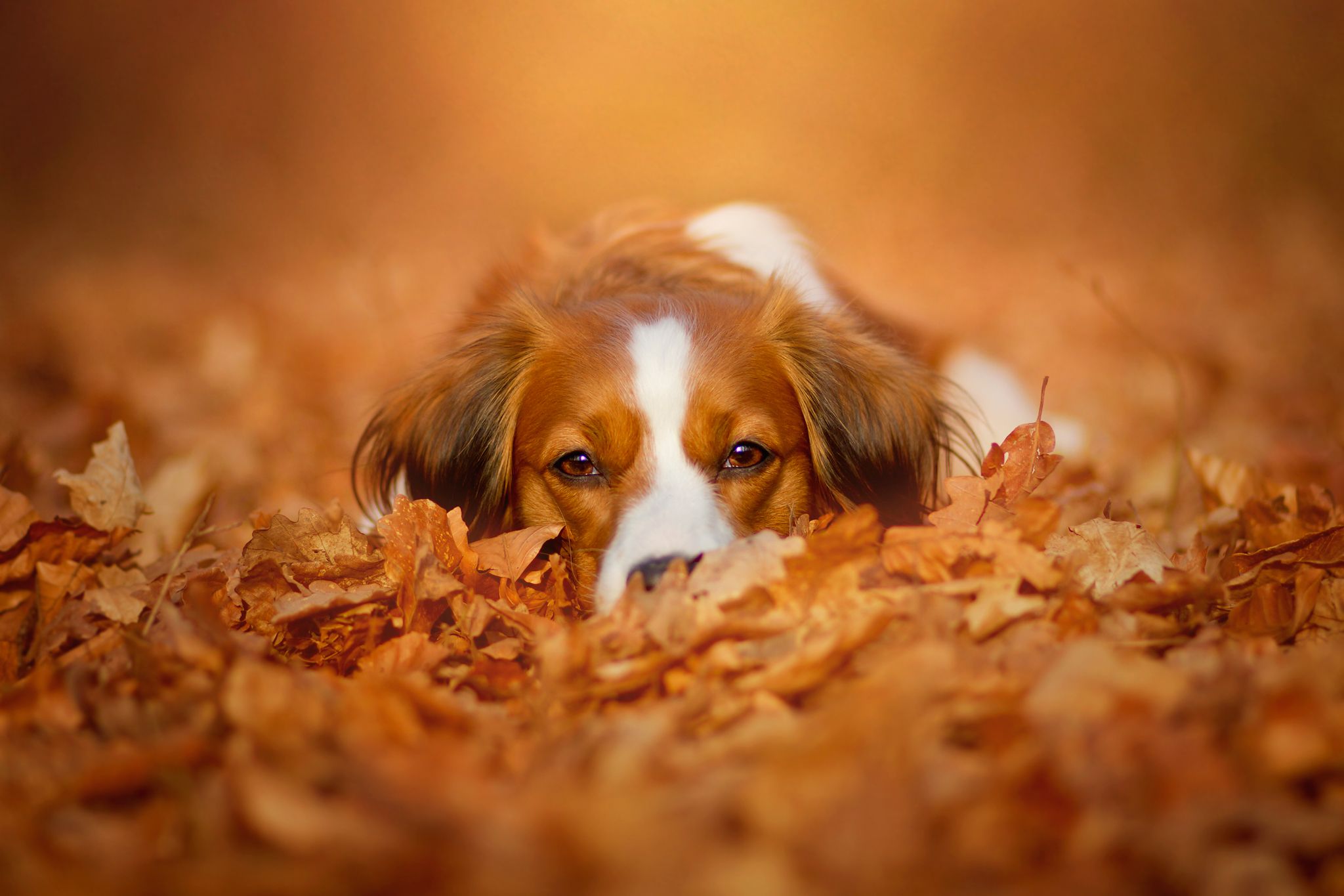 Fall Animal Wallpapers