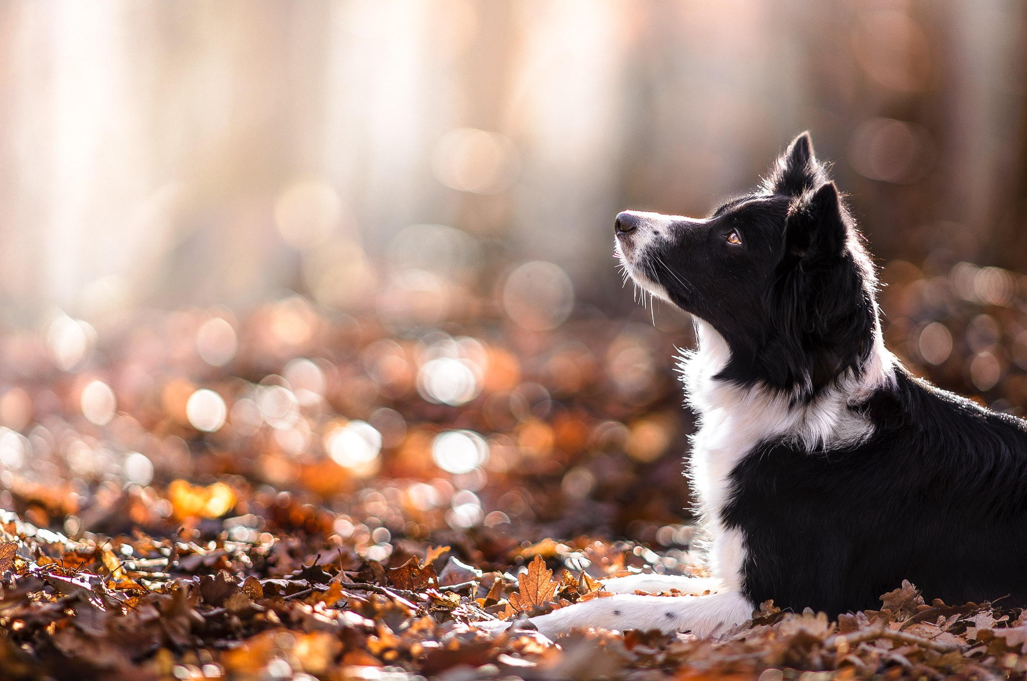 Fall Animal Wallpapers