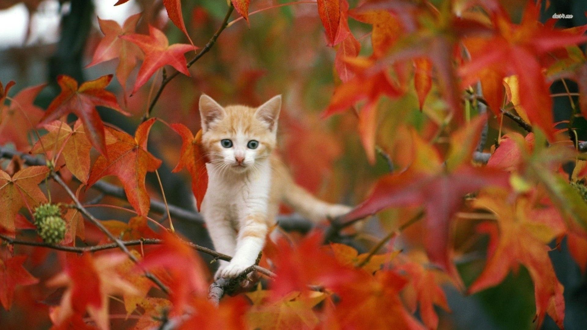 Fall Animal Wallpapers