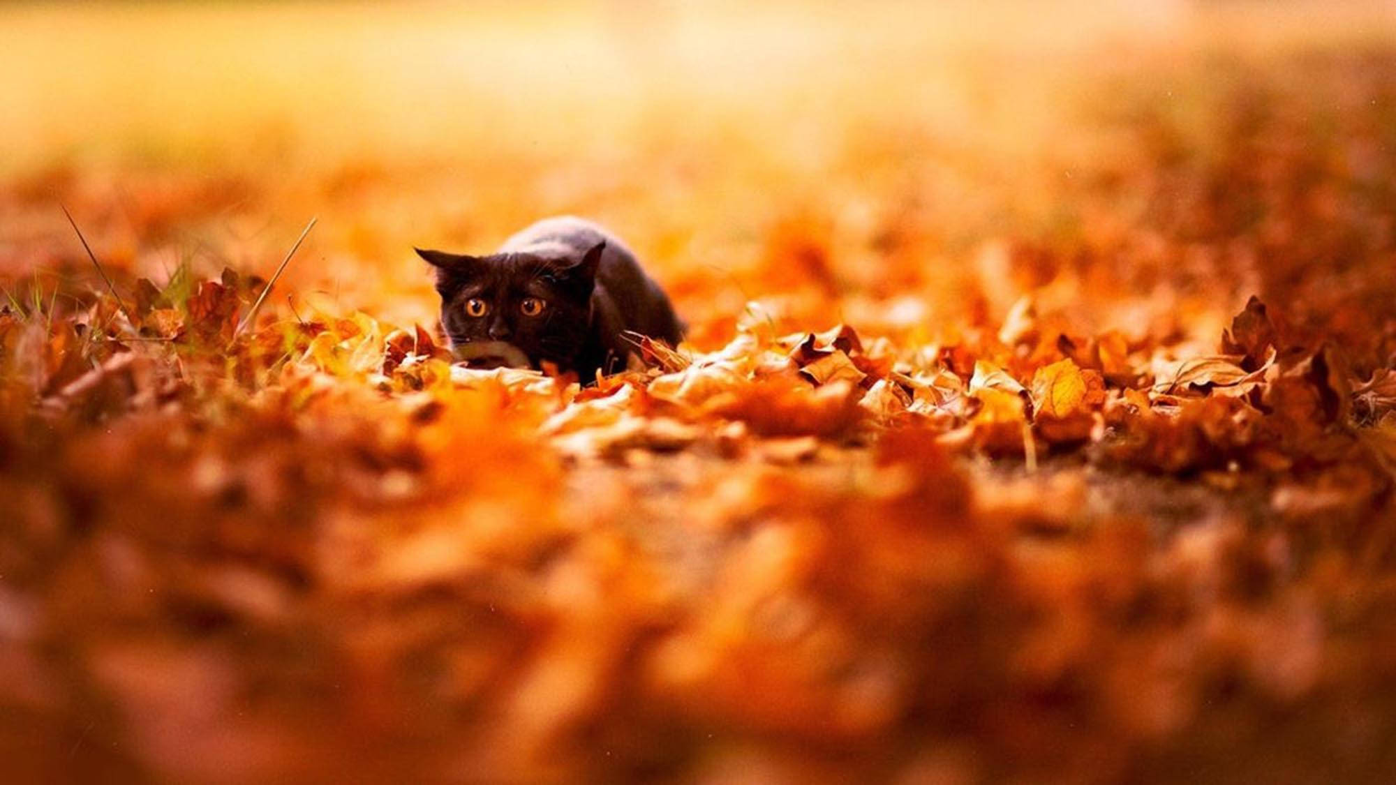 Fall Cat Wallpapers