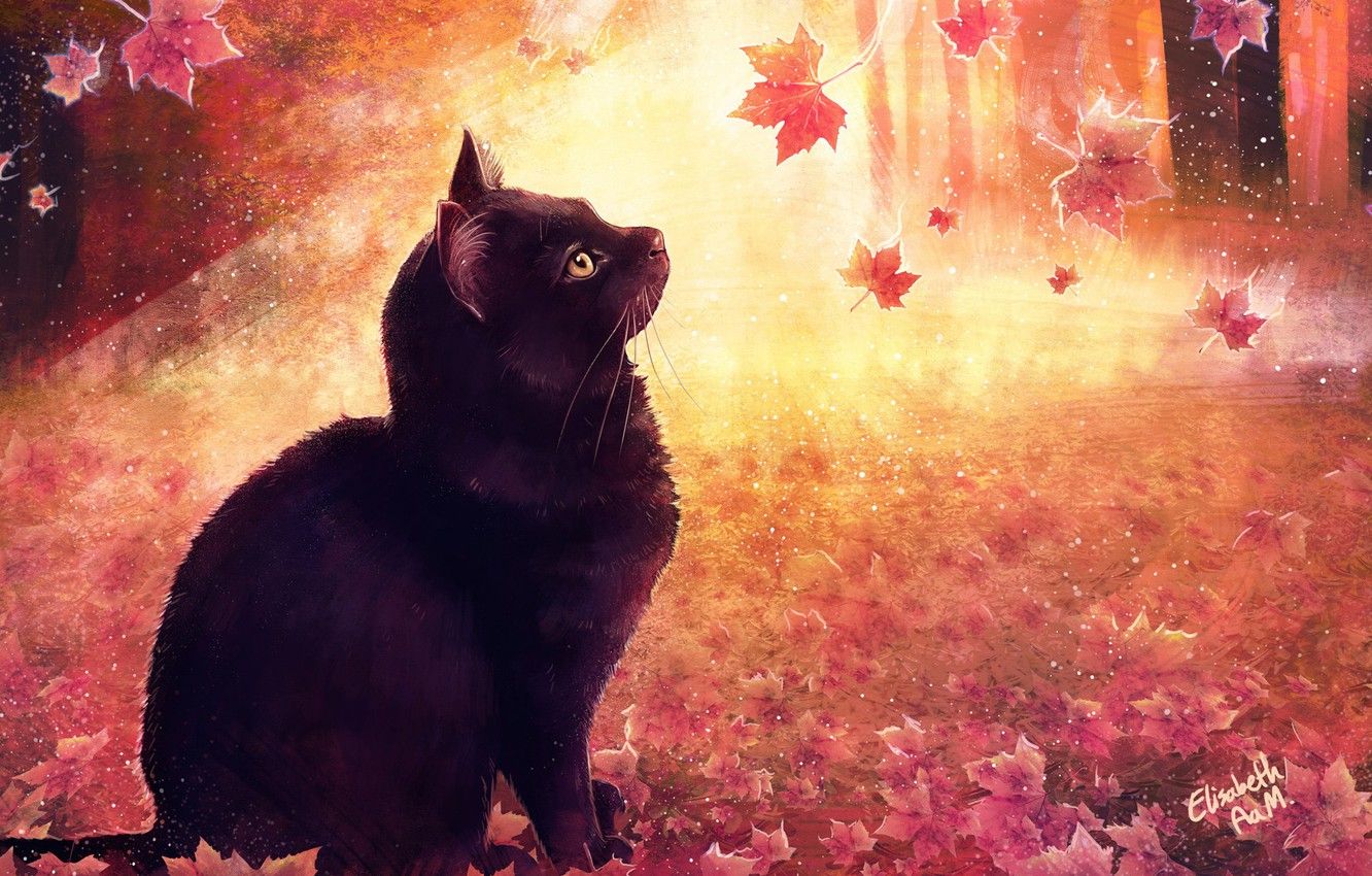 Fall Cat Wallpapers