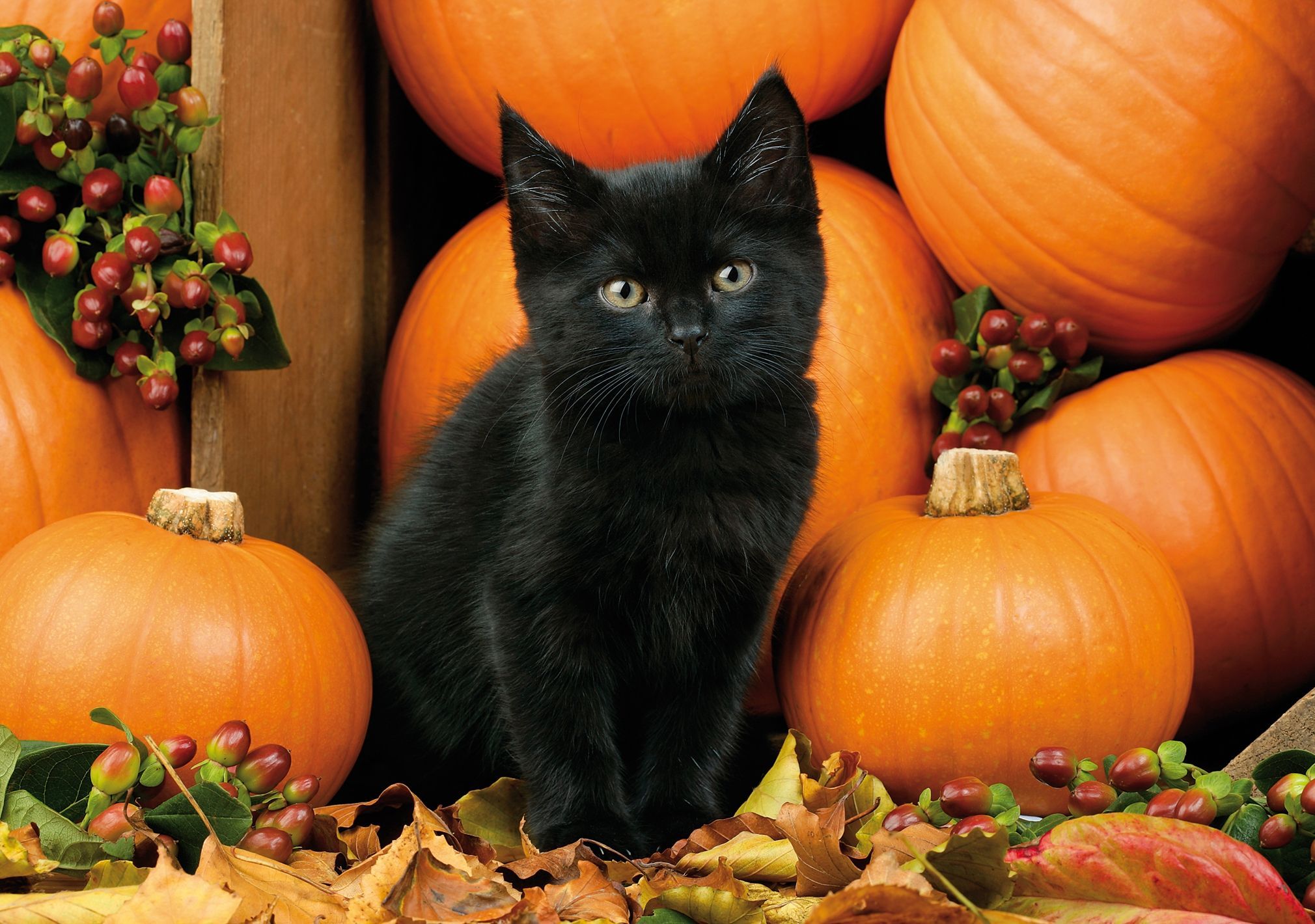 Fall Cat Wallpapers