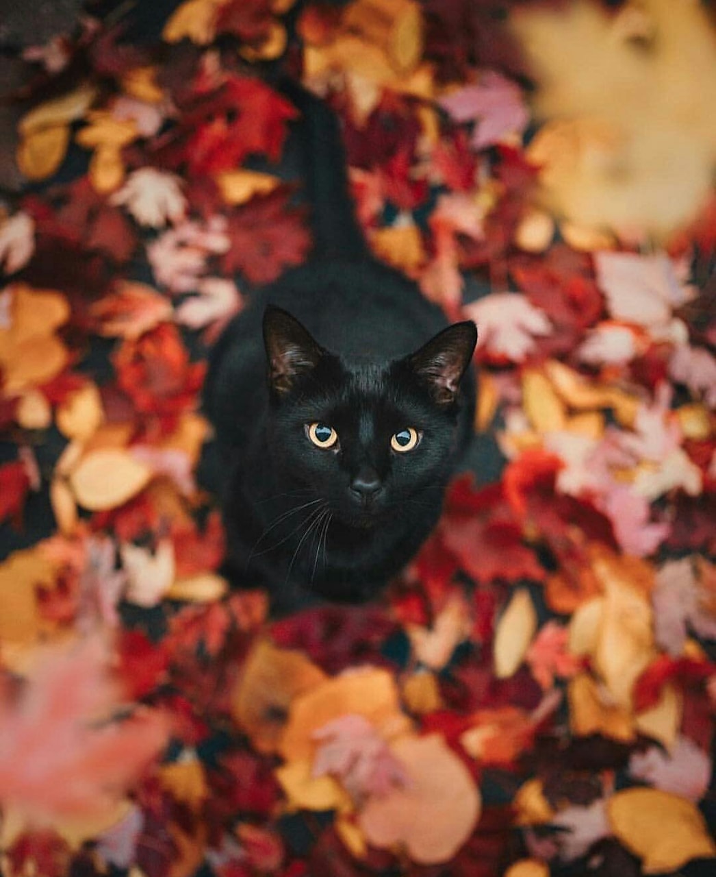 Fall Cat Wallpapers