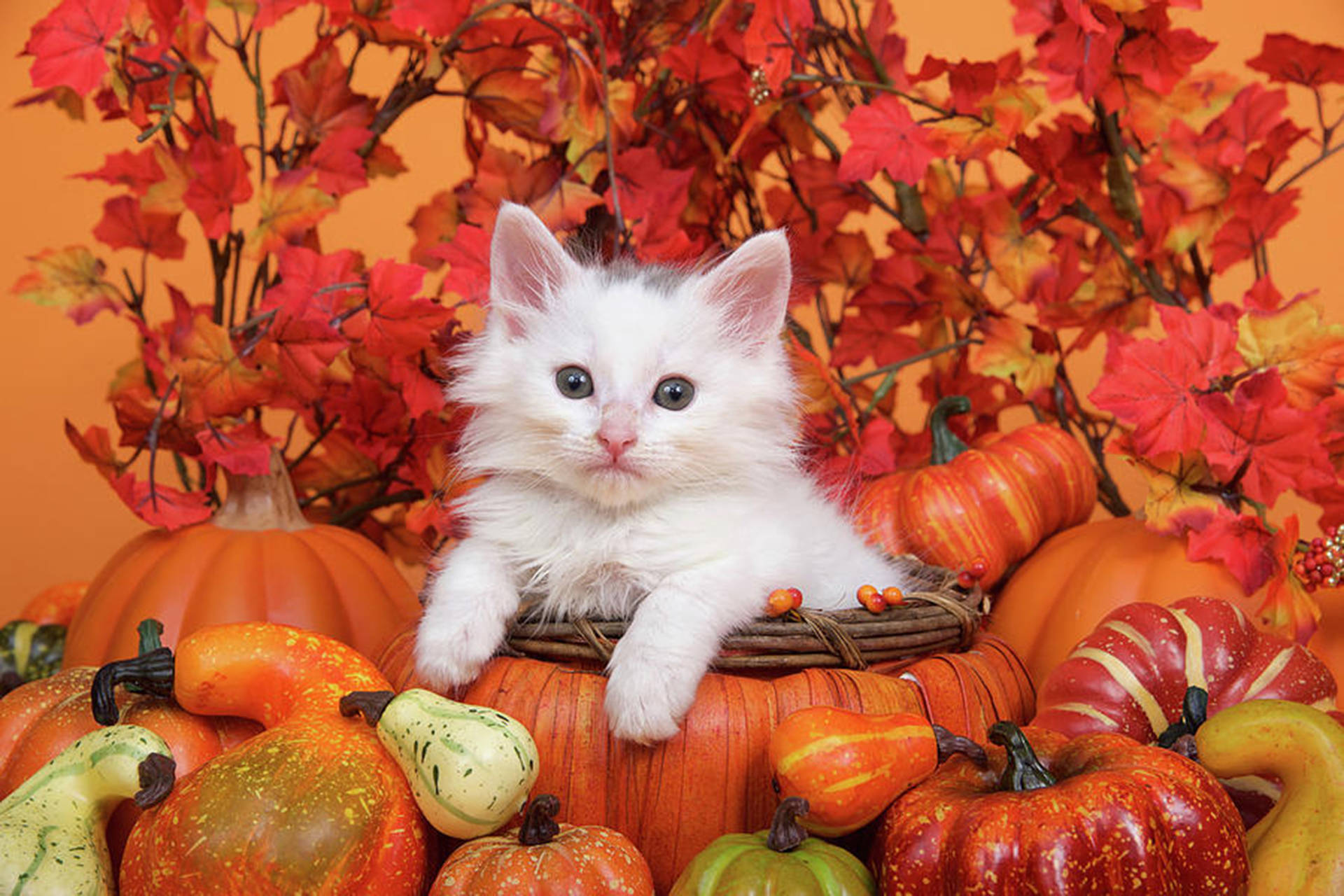 Fall Cat Wallpapers