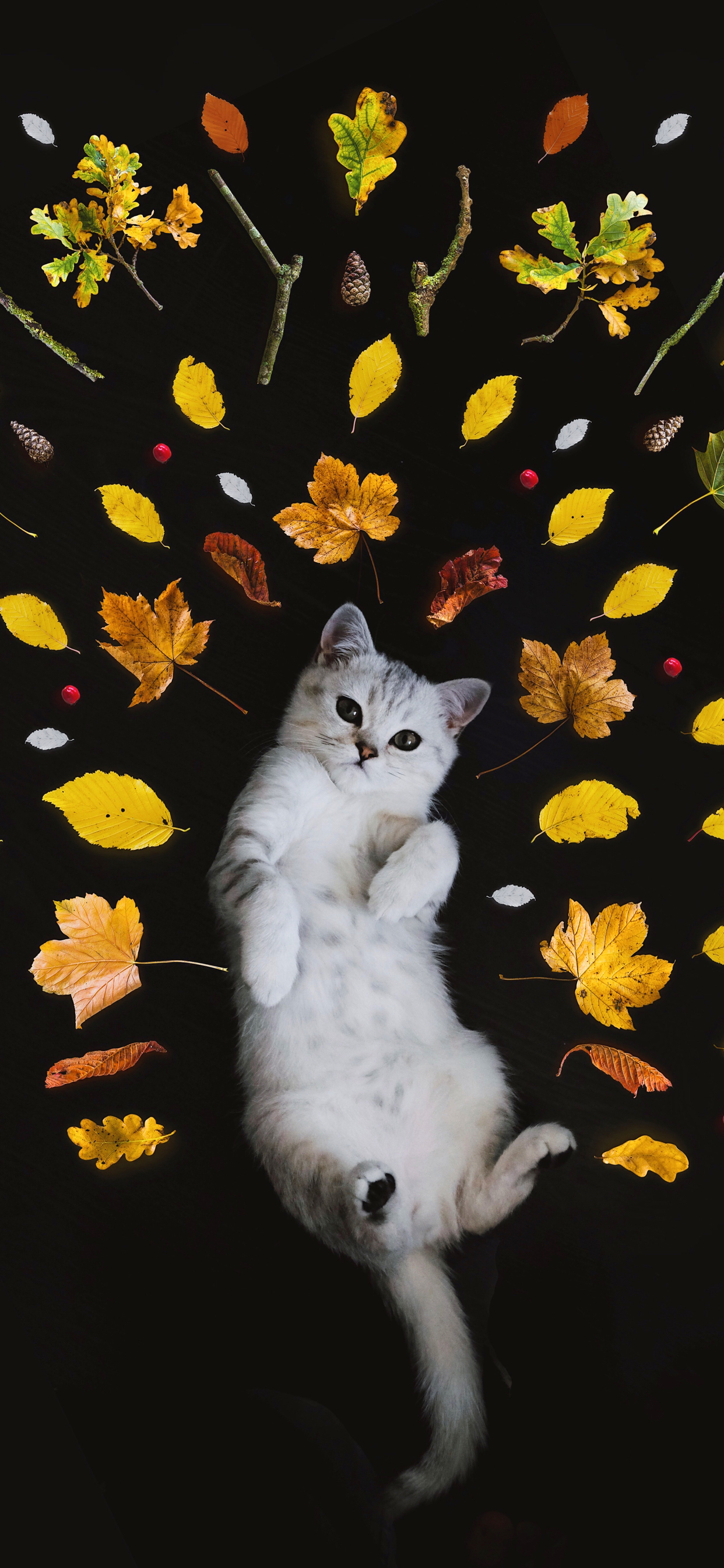 Fall Cat Wallpapers