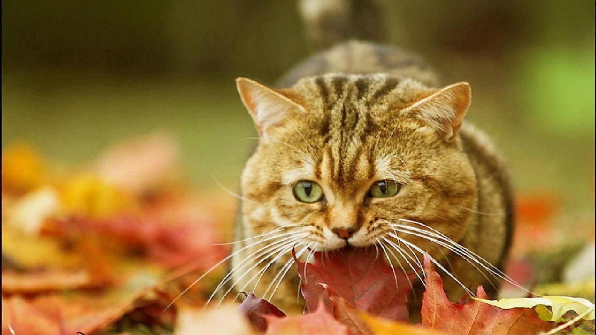 Fall Cat Wallpapers