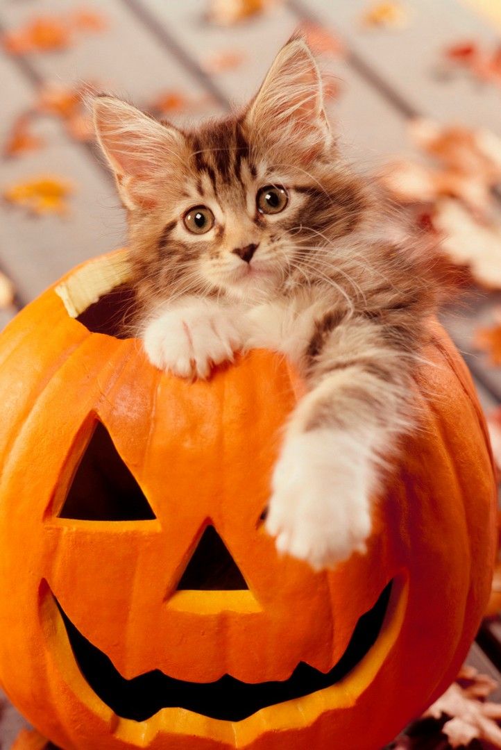 Fall Cat Wallpapers