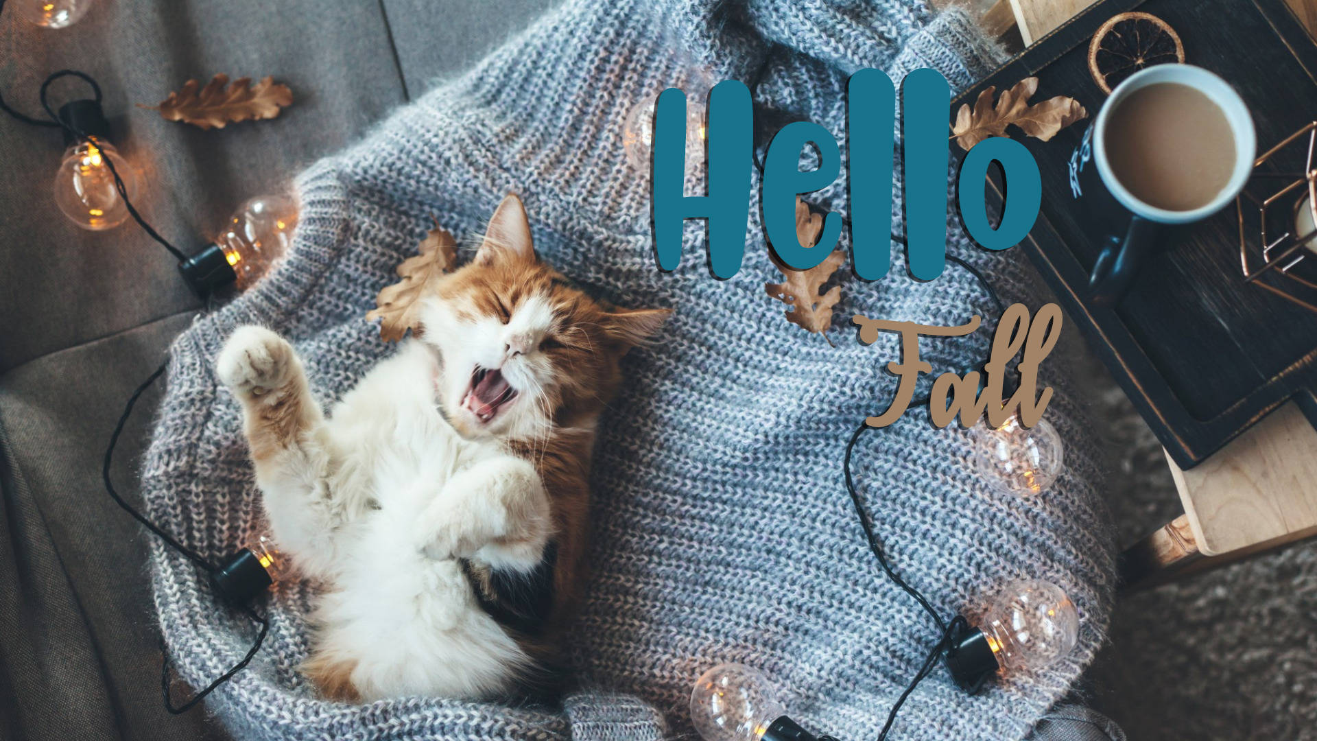 Fall Cat Wallpapers