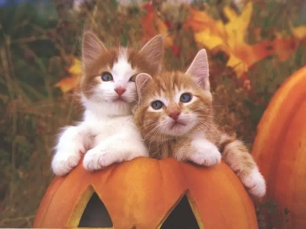 Fall Cat Wallpapers