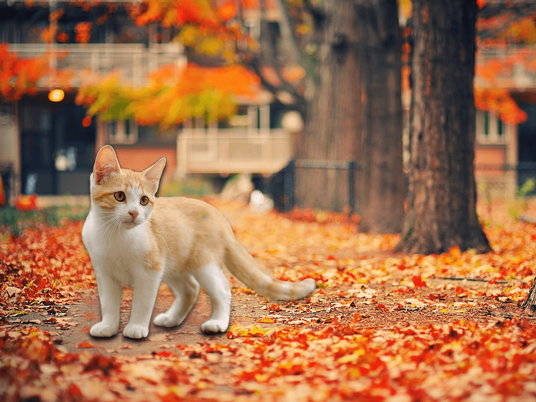 Fall Cat Wallpapers