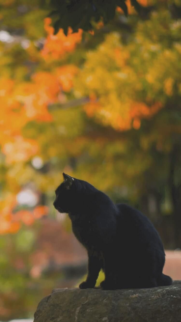 Fall Cat Wallpapers