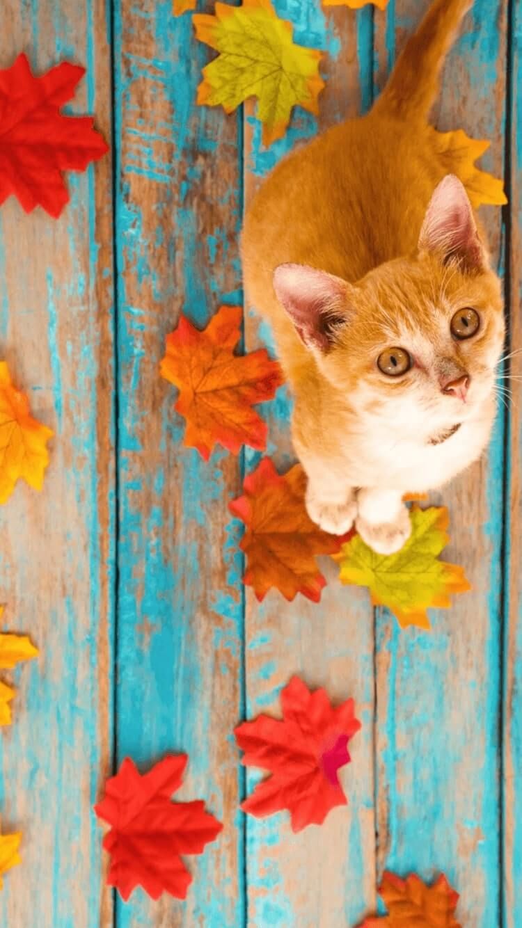 Fall Cat Wallpapers