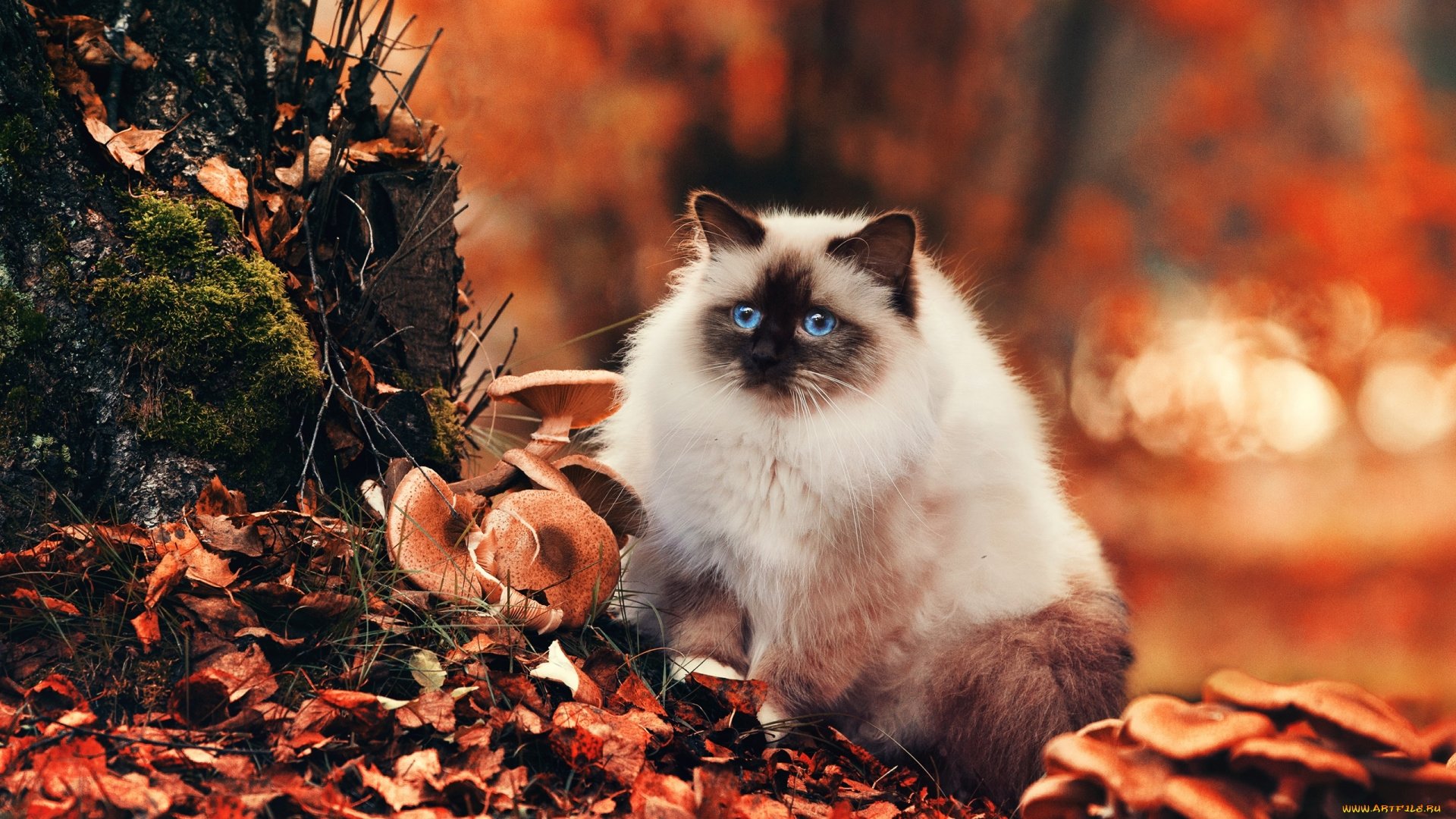 Fall Cat Wallpapers