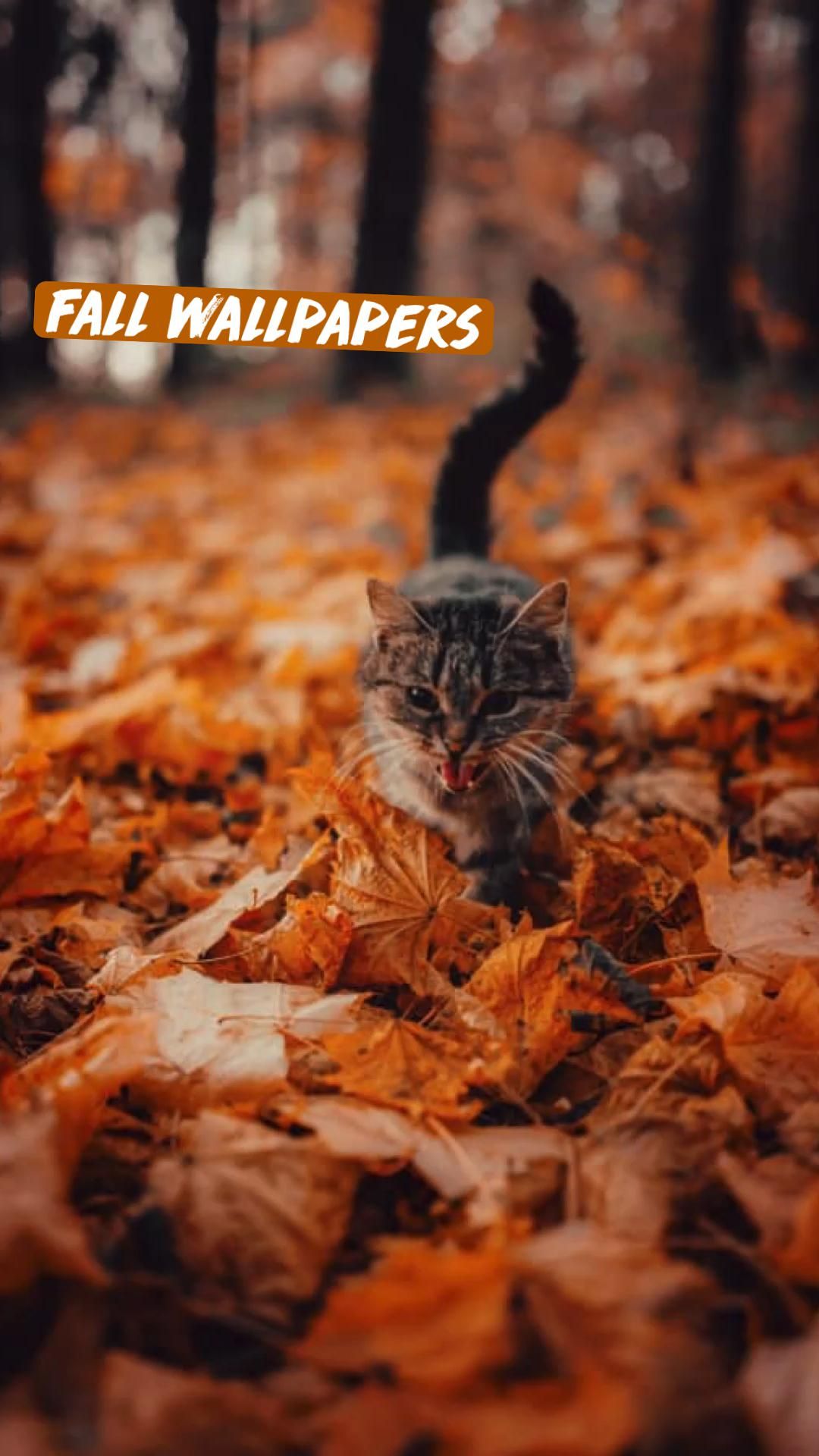 Fall Cat Wallpapers