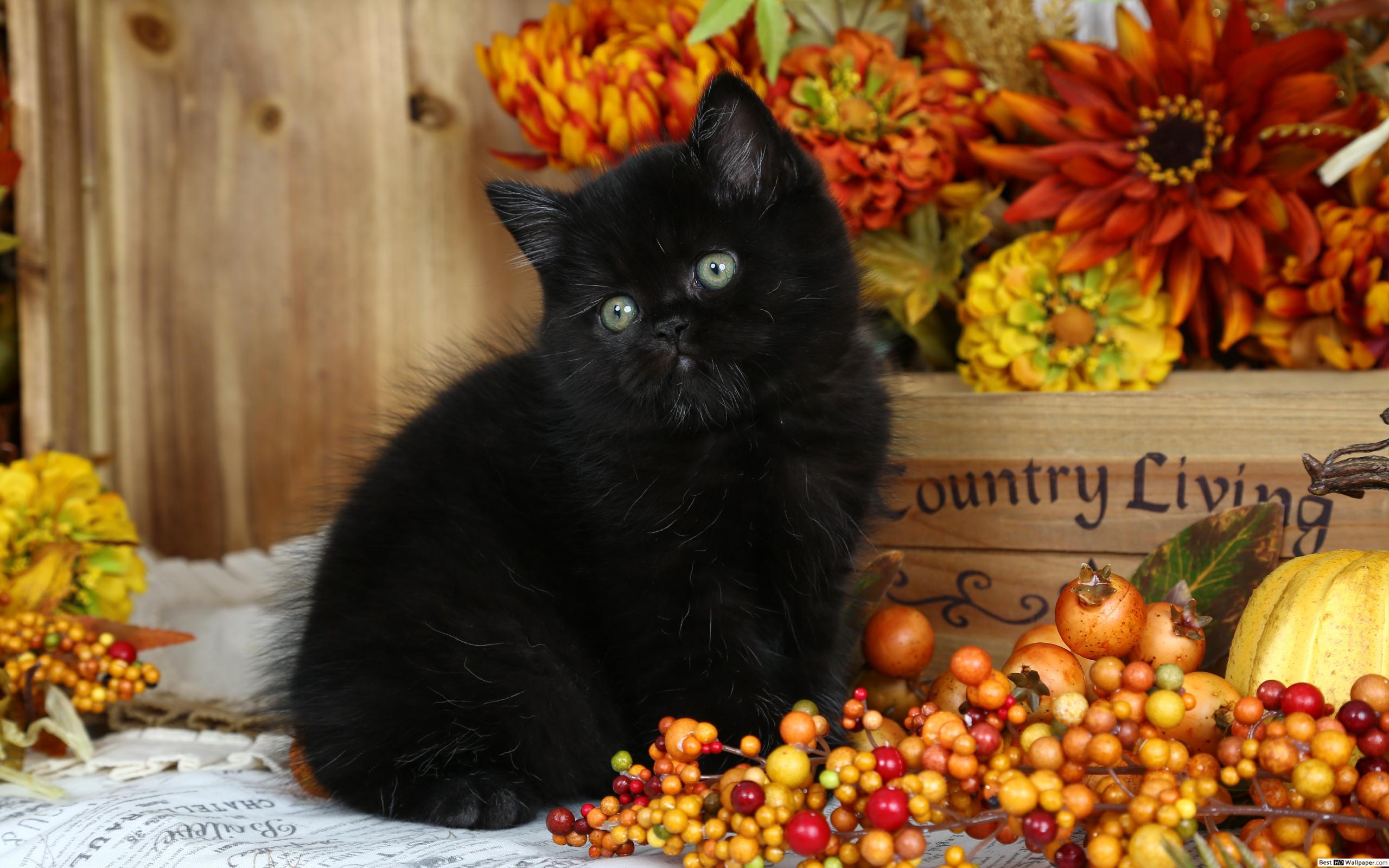 Fall Cat Wallpapers