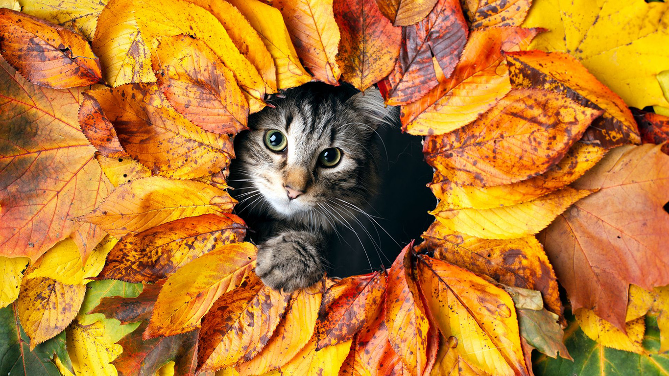 Fall Cat Wallpapers