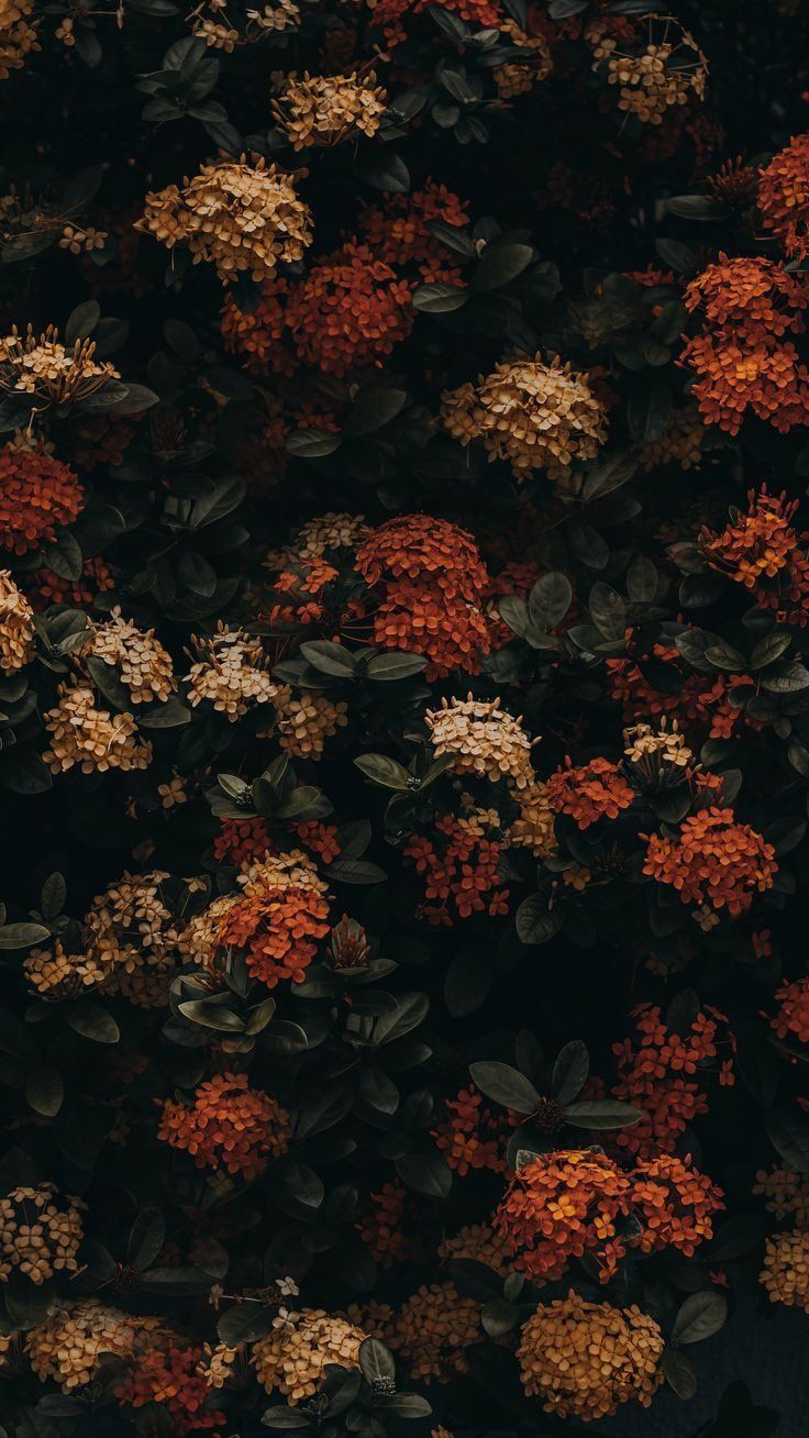 Fall Floral Wallpapers