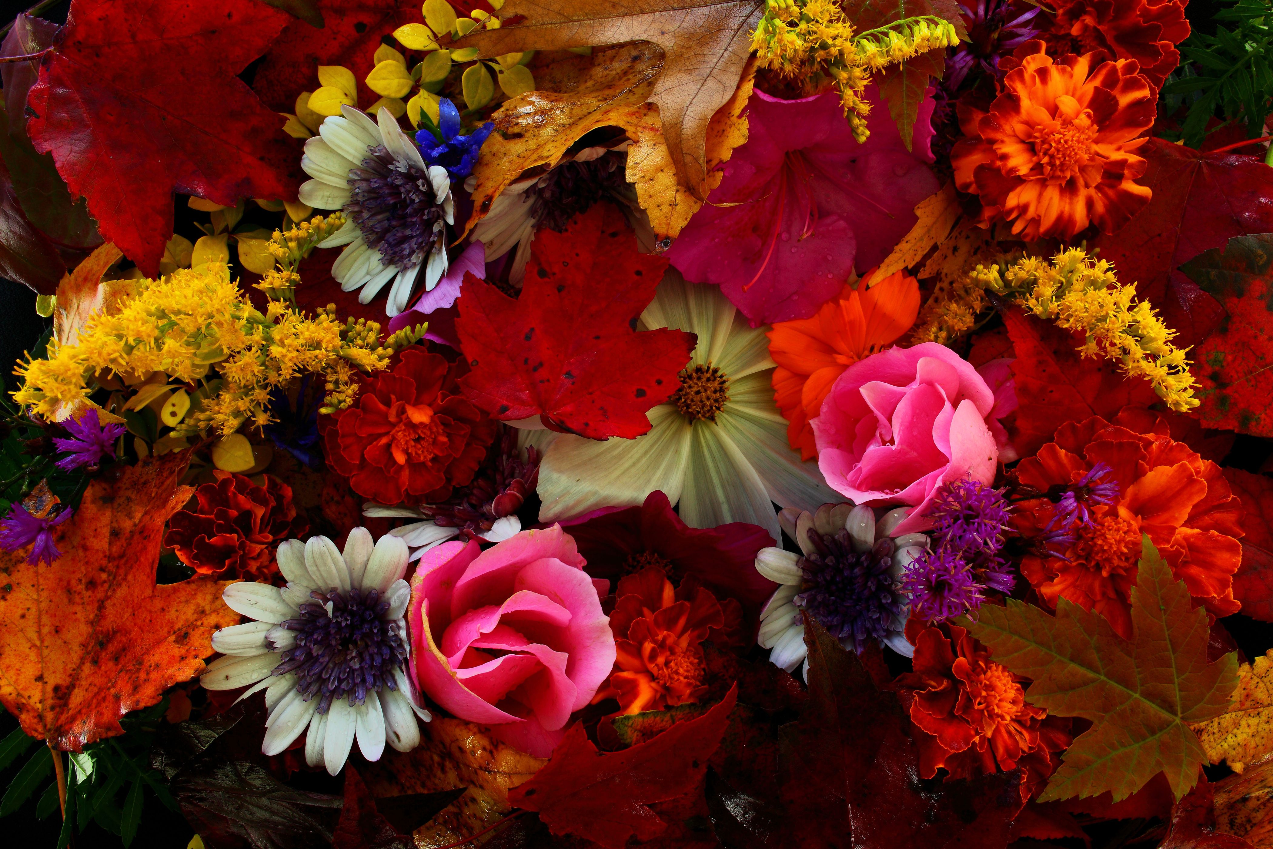 Fall Floral Wallpapers