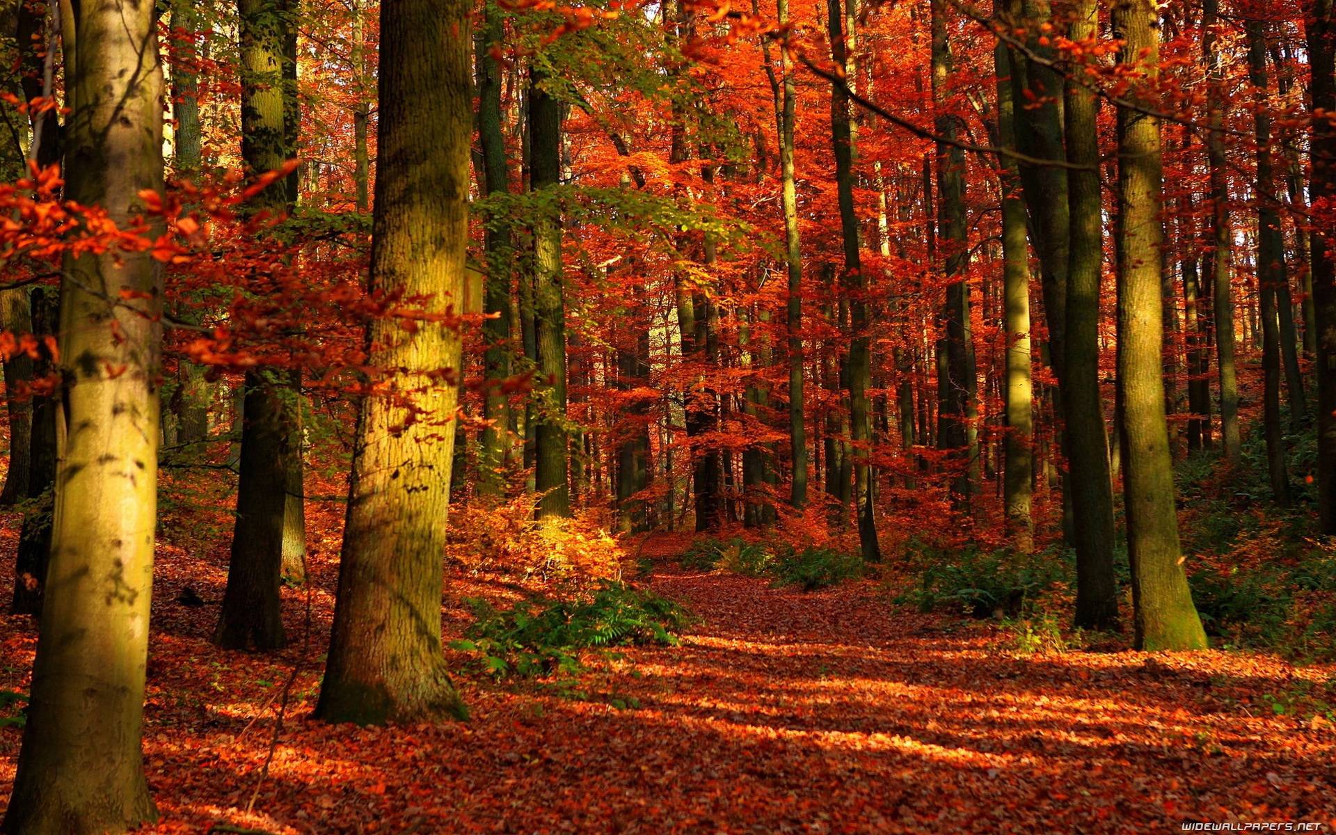 Fall Forest Wallpapers