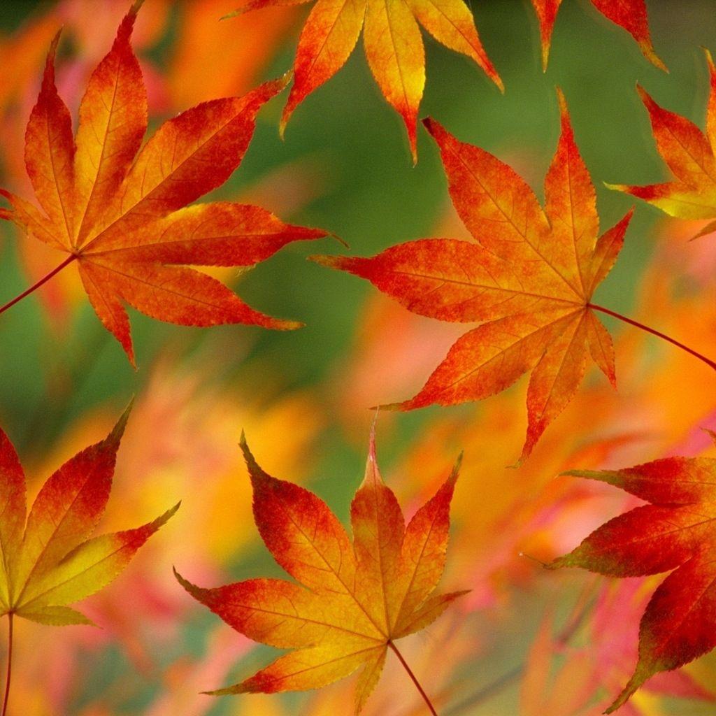 Fall Ipad Wallpapers