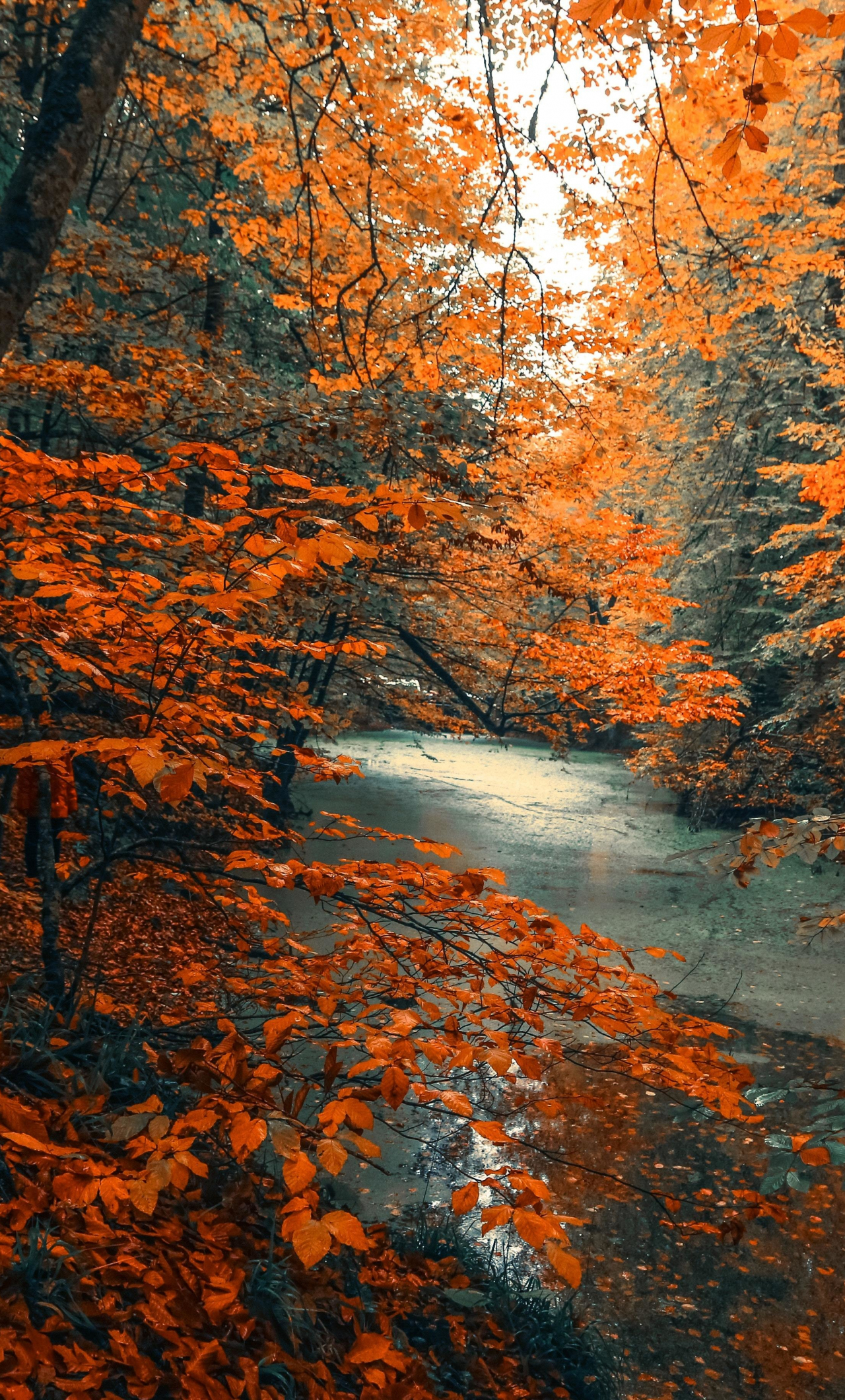 Fall Nature Pictures Wallpapers