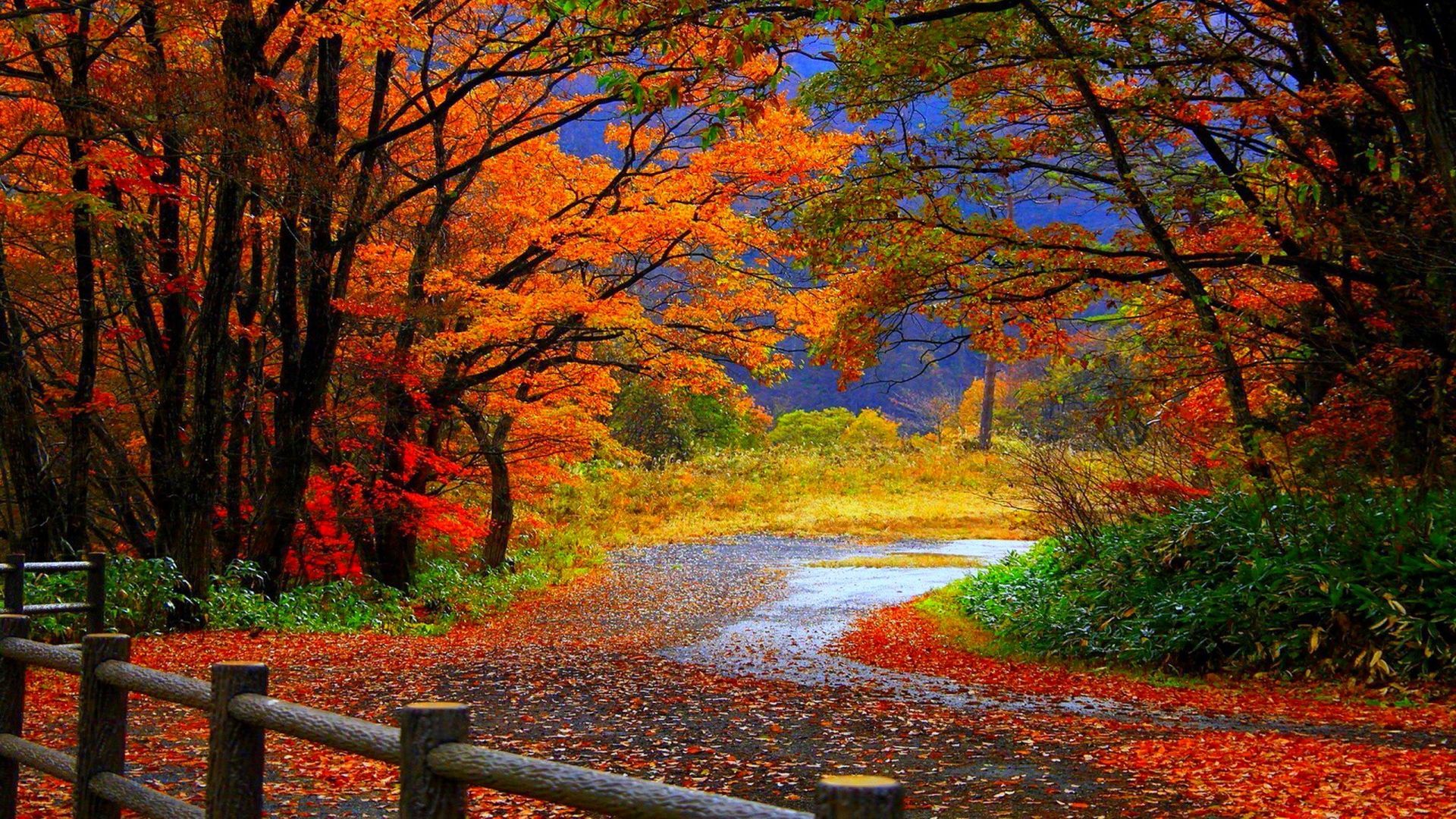 Fall Nature Wallpapers