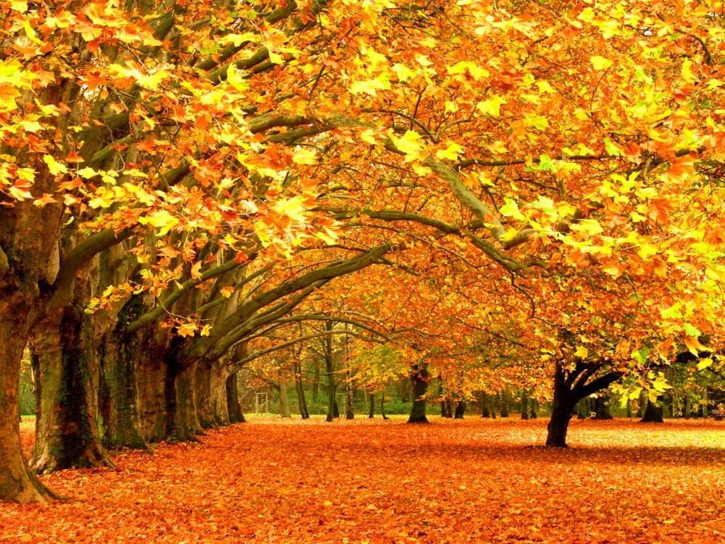 Fall Nature Wallpapers