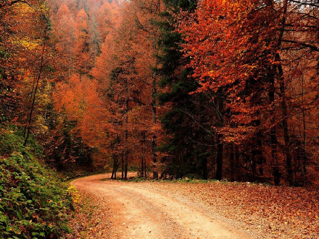 Fall Nature Wallpapers