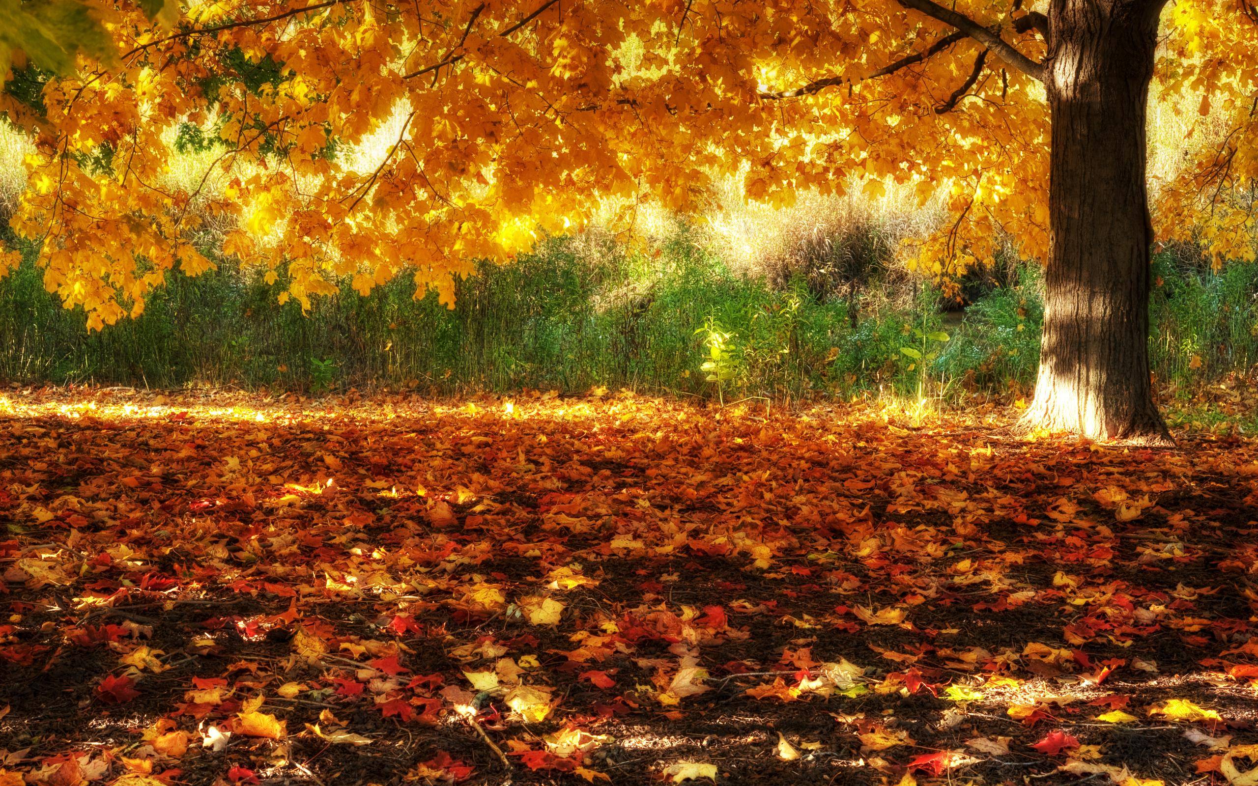 Fall Nature Wallpapers