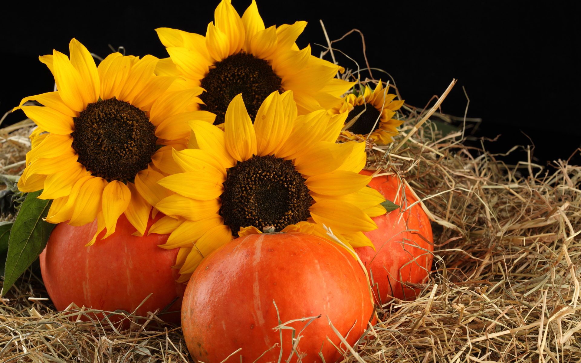 Fall Pictures With Pumpkins And Sunflowers Wallpapers