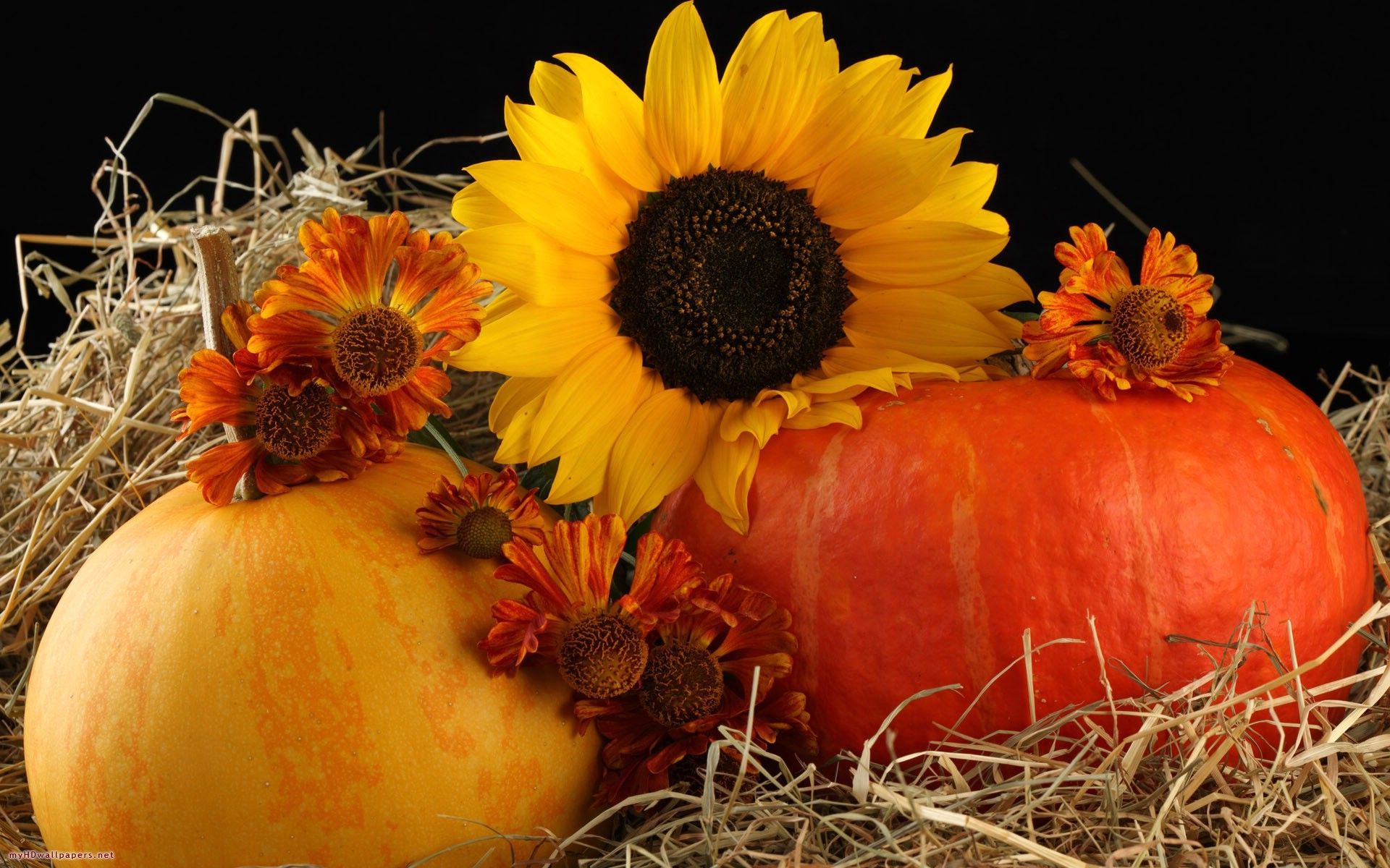 Fall Pictures With Pumpkins And Sunflowers Wallpapers