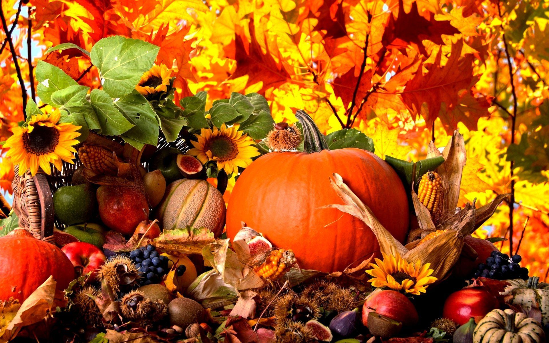 Fall Pictures With Pumpkins And Sunflowers Wallpapers