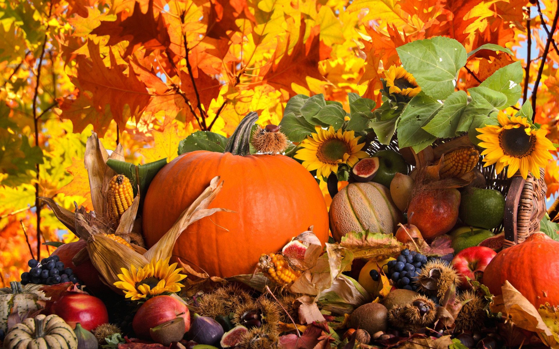 Fall Pictures With Pumpkins And Sunflowers Wallpapers