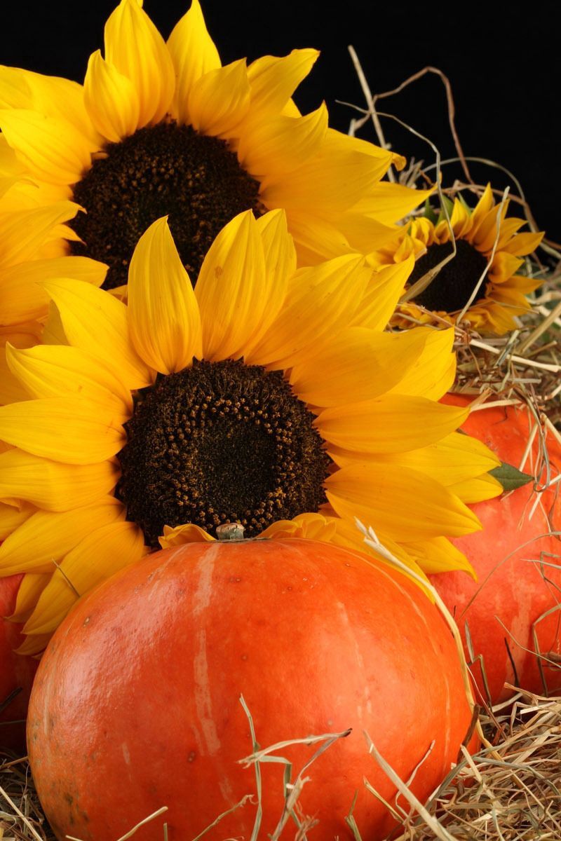 Fall Pictures With Pumpkins And Sunflowers Wallpapers