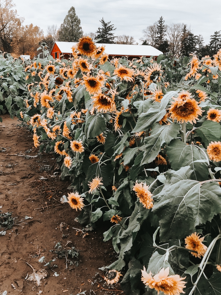 Fall Pictures With Pumpkins And Sunflowers Wallpapers