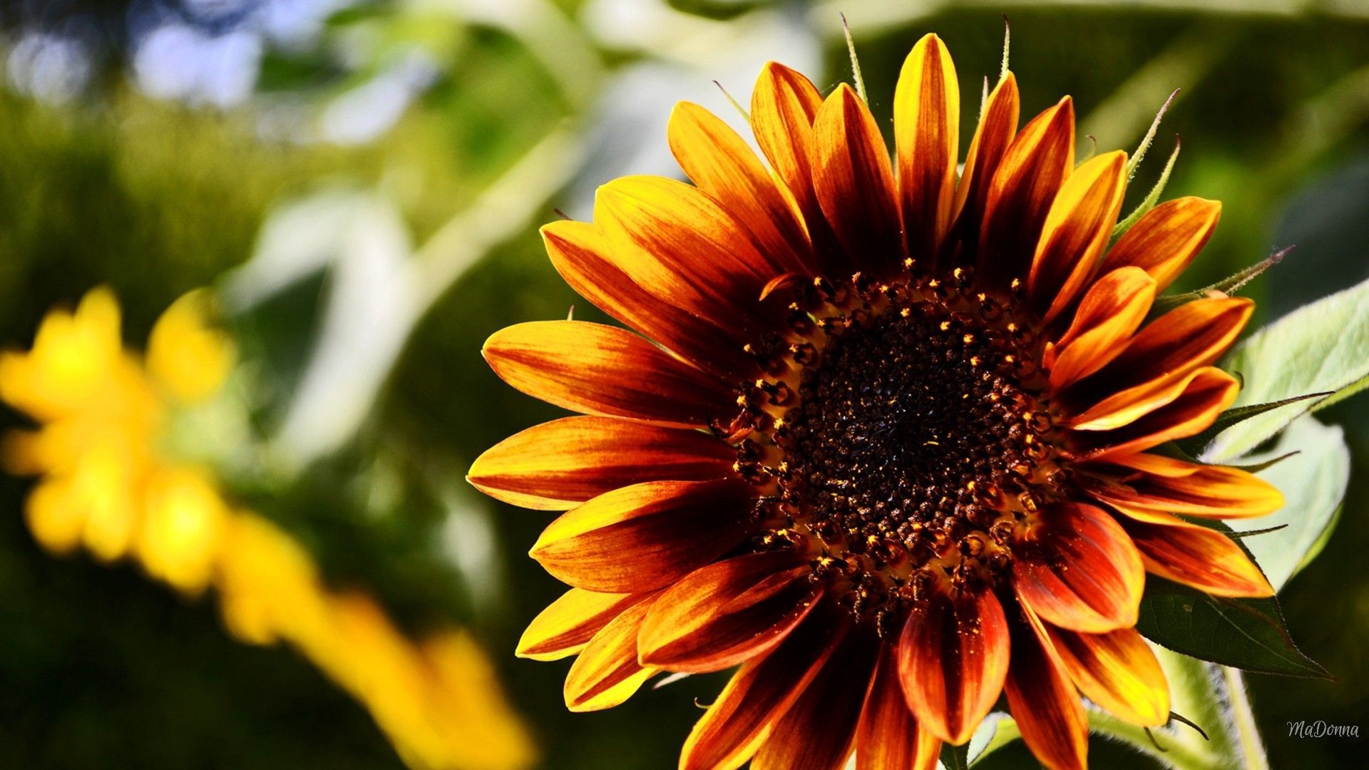 Fall Pictures With Pumpkins And Sunflowers Wallpapers