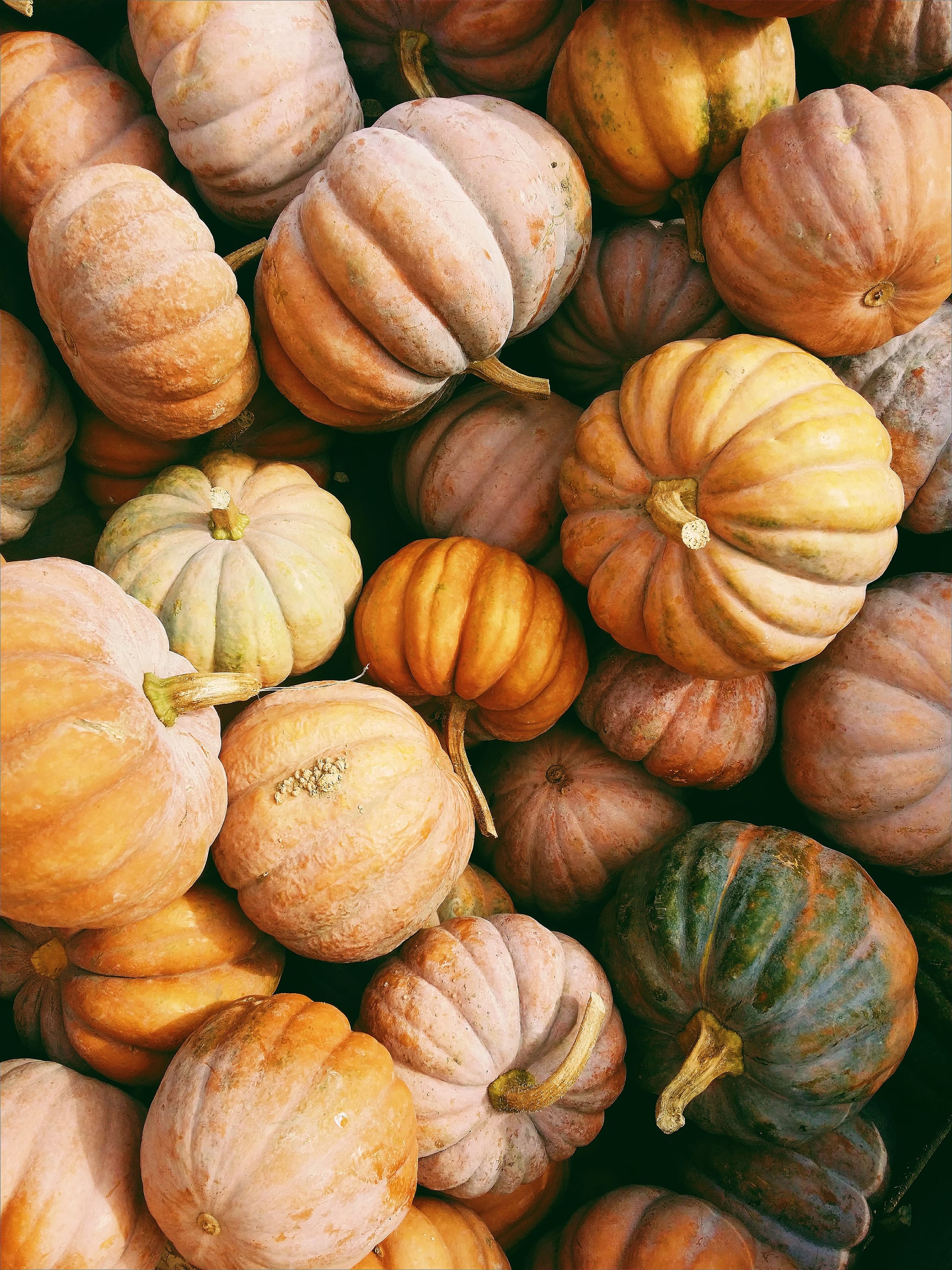 Fall Pumpkin Iphone Wallpapers