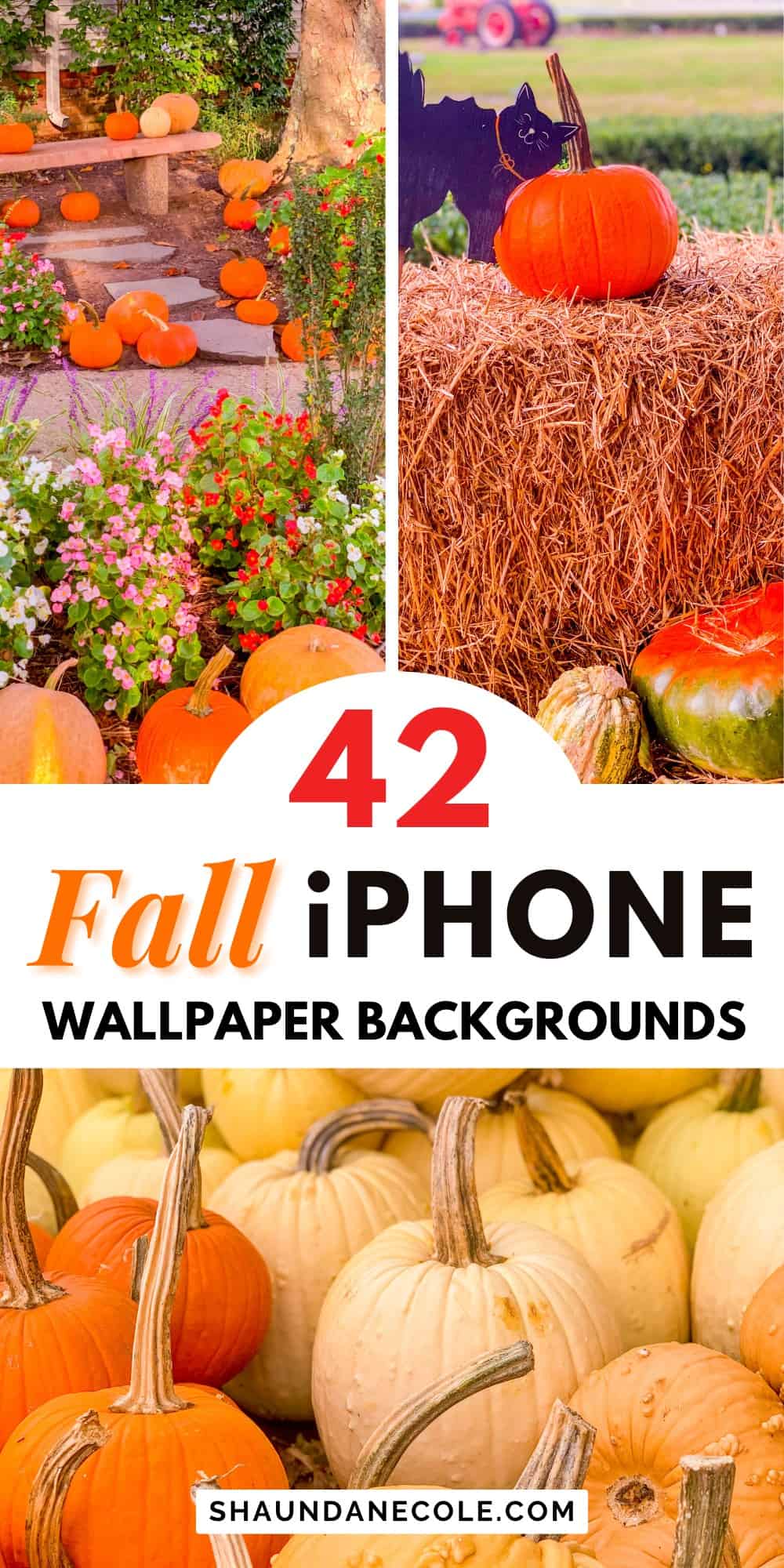 Fall Pumpkin Iphone Wallpapers