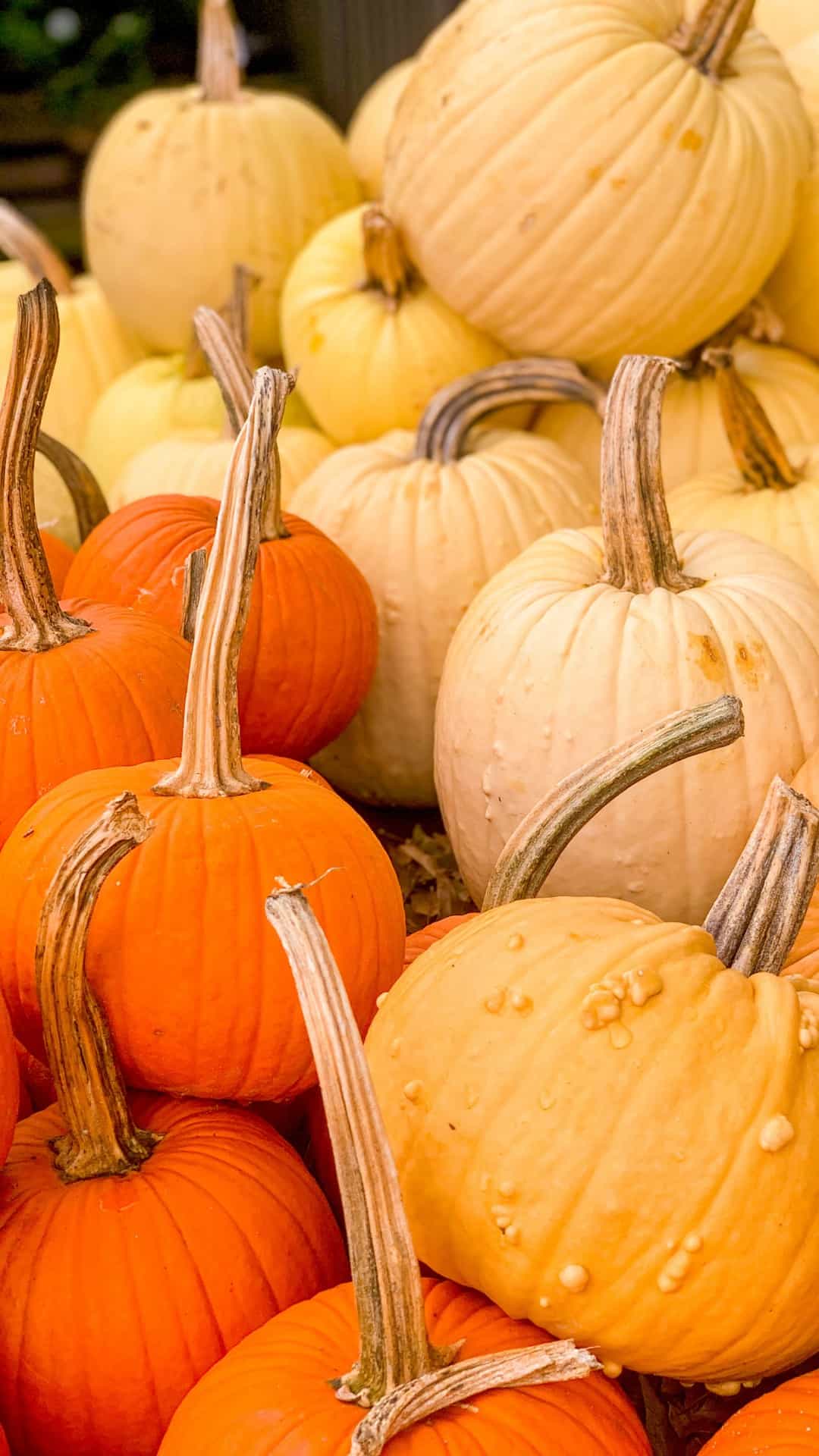 Fall Pumpkin Iphone Wallpapers