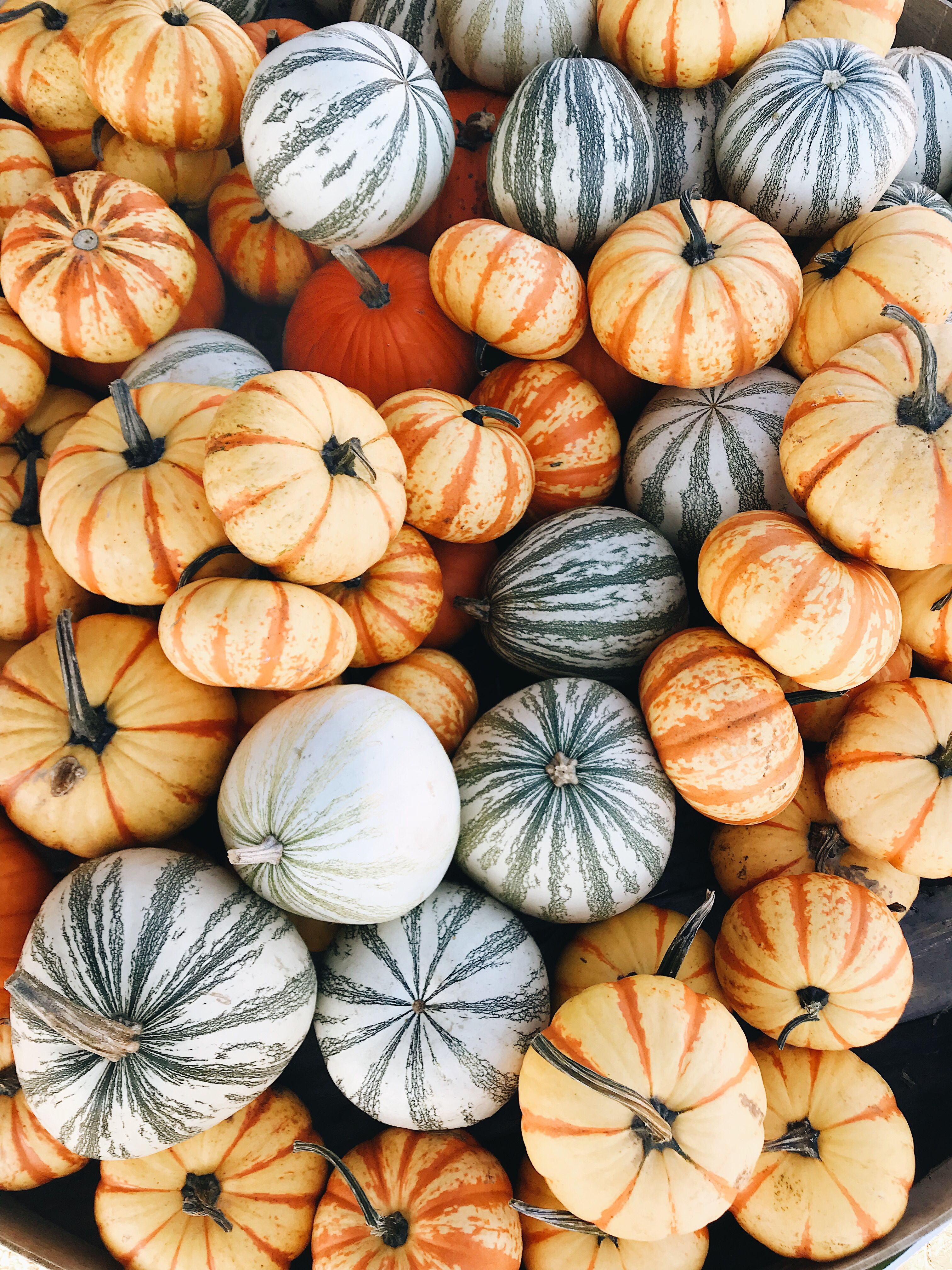 Fall Pumpkins Wallpapers