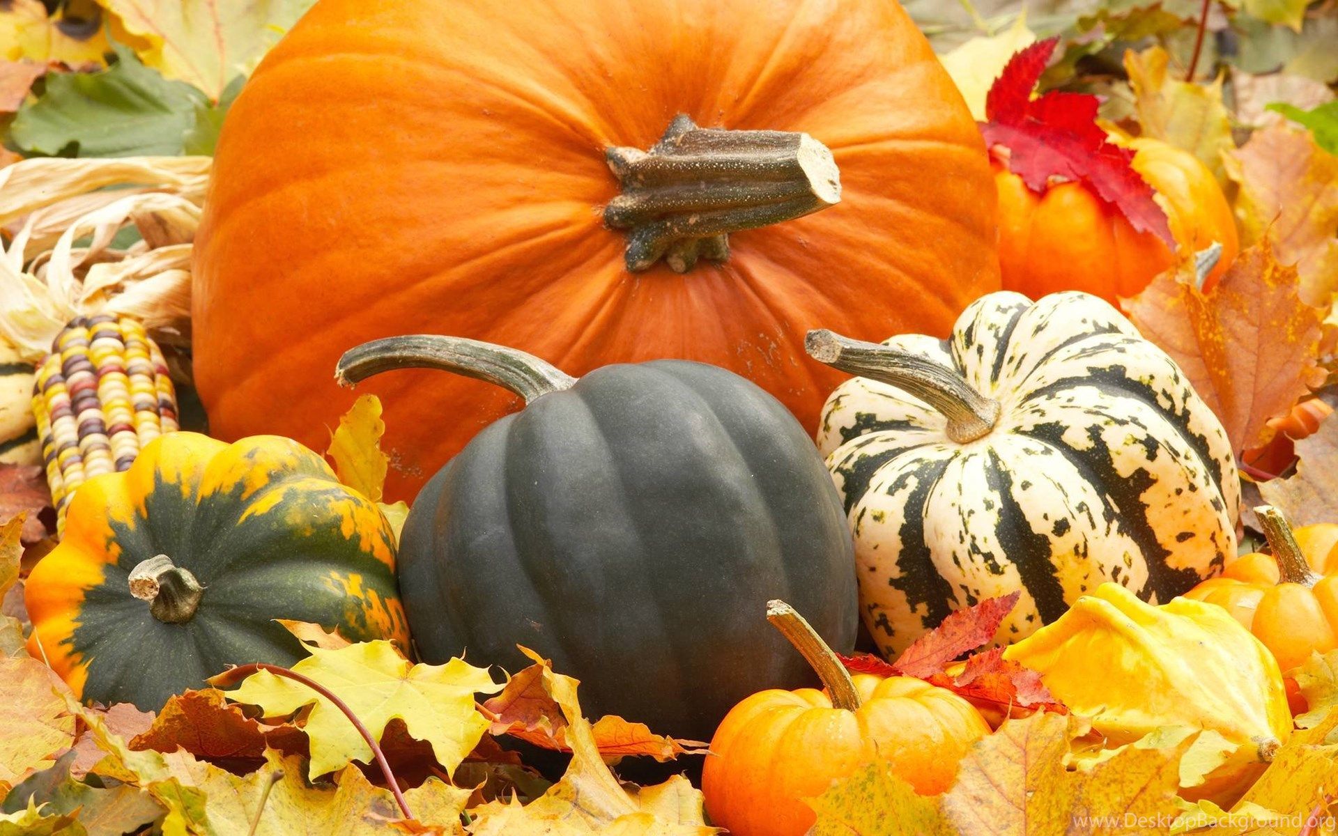 Fall Pumpkins Wallpapers