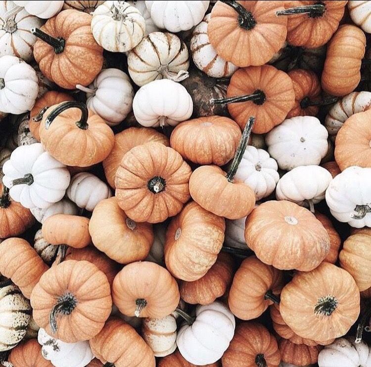 Fall Pumpkins Wallpapers