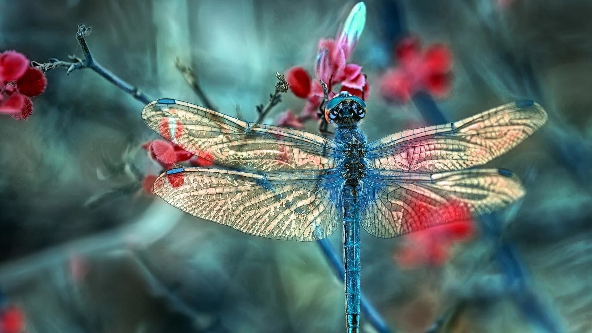 Fantasy Dragonfly Wallpapers