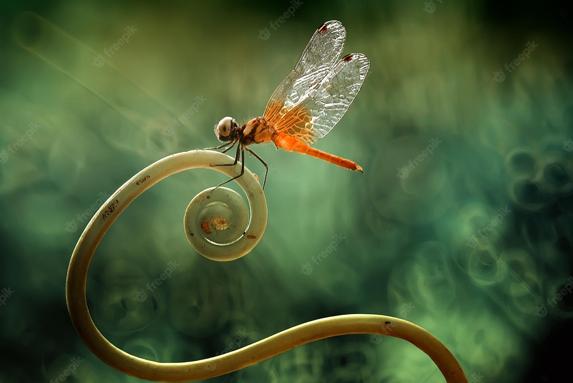 Fantasy Dragonfly Wallpapers